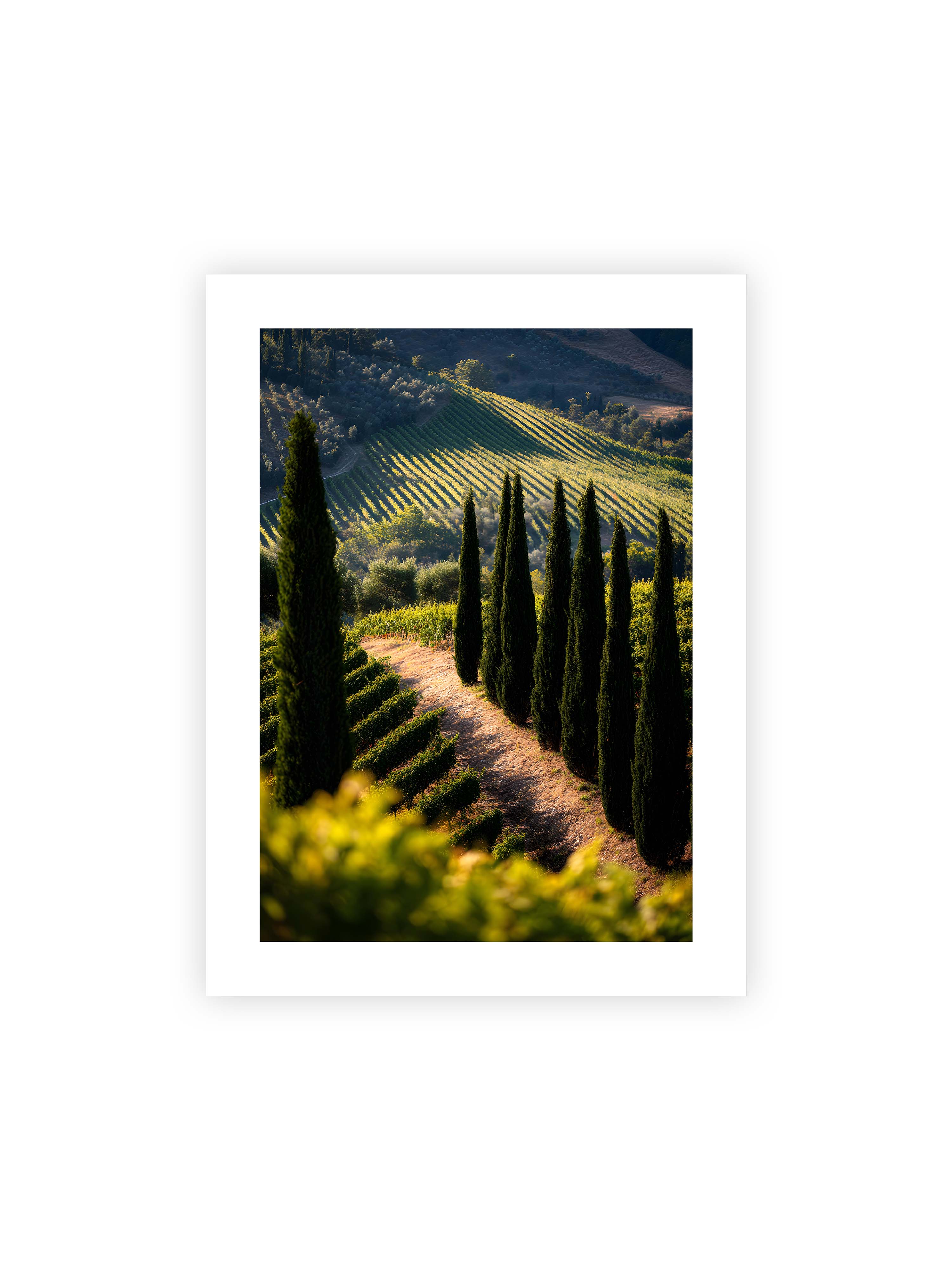 30x40 cm mit weißem Galerie-Rand ohne Rahmen – Zypressen in einem Weinberg, beleuchtet von warmem, goldenen Licht des Sonnenuntergangs.