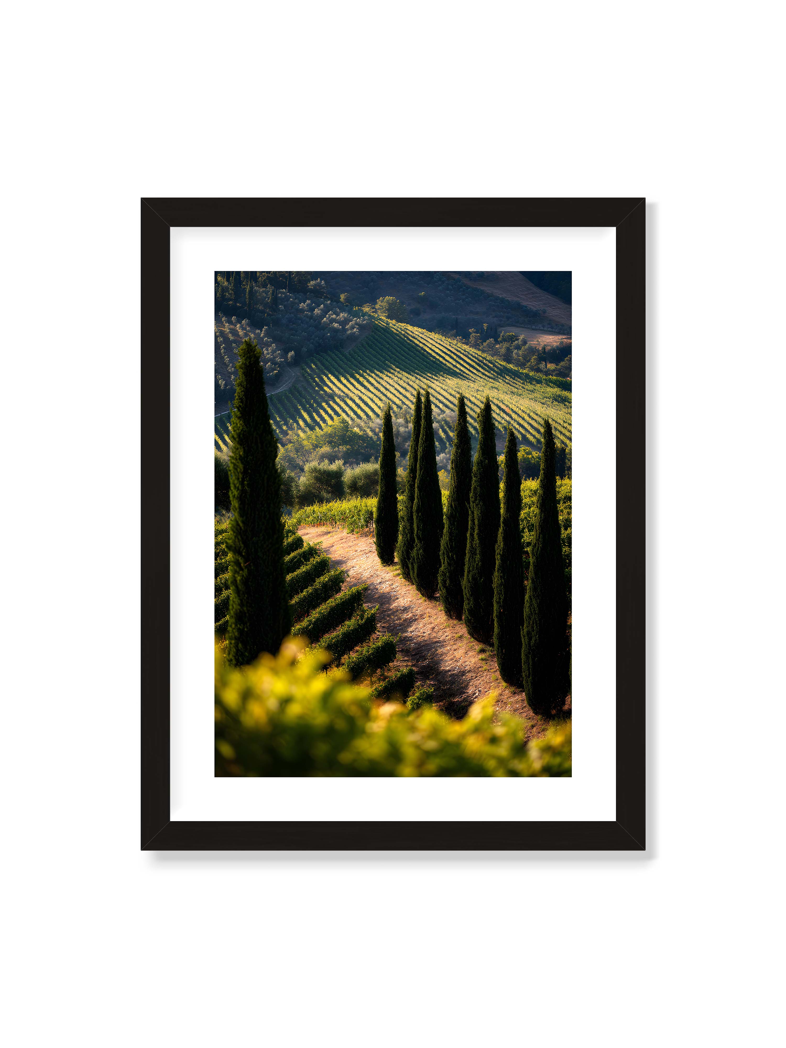 30x40 cm mit weißem Galerie-Rand mit schwarzem Rahmen – Zypressen in einem Weinberg, beleuchtet von warmem, goldenen Licht des Sonnenuntergangs.