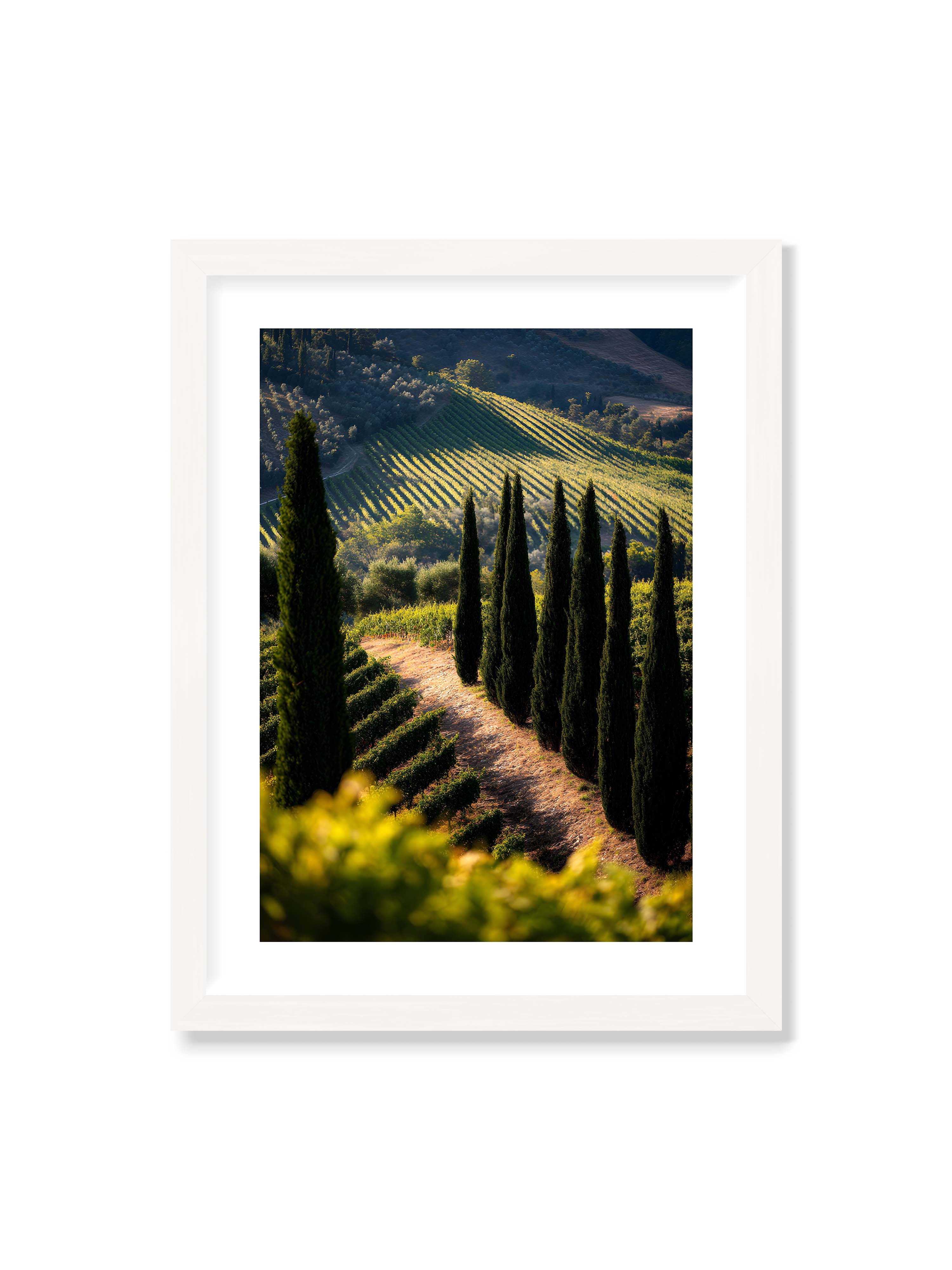 30x40 cm mit weißem Galerie-Rand mit weißem Rahmen – Zypressen in einem Weinberg, beleuchtet von warmem, goldenen Licht des Sonnenuntergangs.