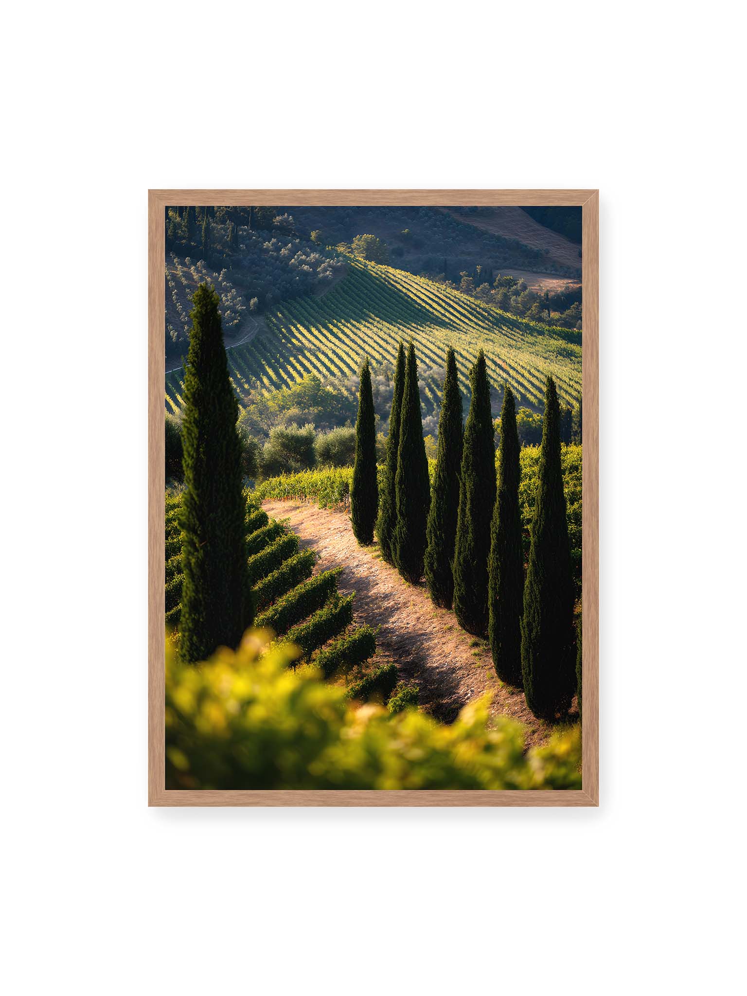 50x70 cm, Eichenrahmen – Zypressen in einem Weinberg, beleuchtet von warmem, goldenen Licht des Sonnenuntergangs.
