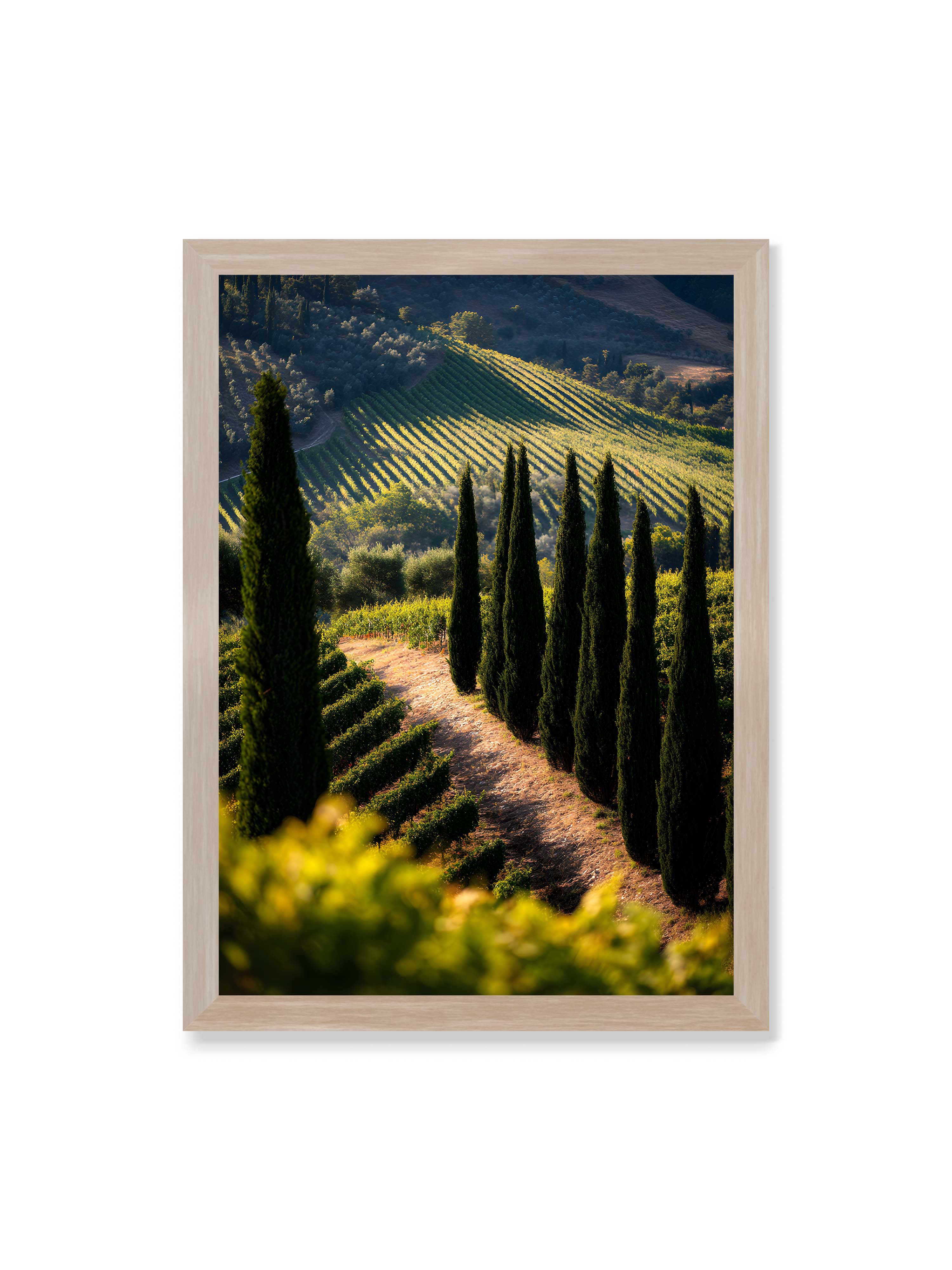 50x70 cm ohne Galerie-Rand im Eichenrahmen – Zypressen in einem Weinberg, beleuchtet von warmem, goldenen Licht des Sonnenuntergangs.