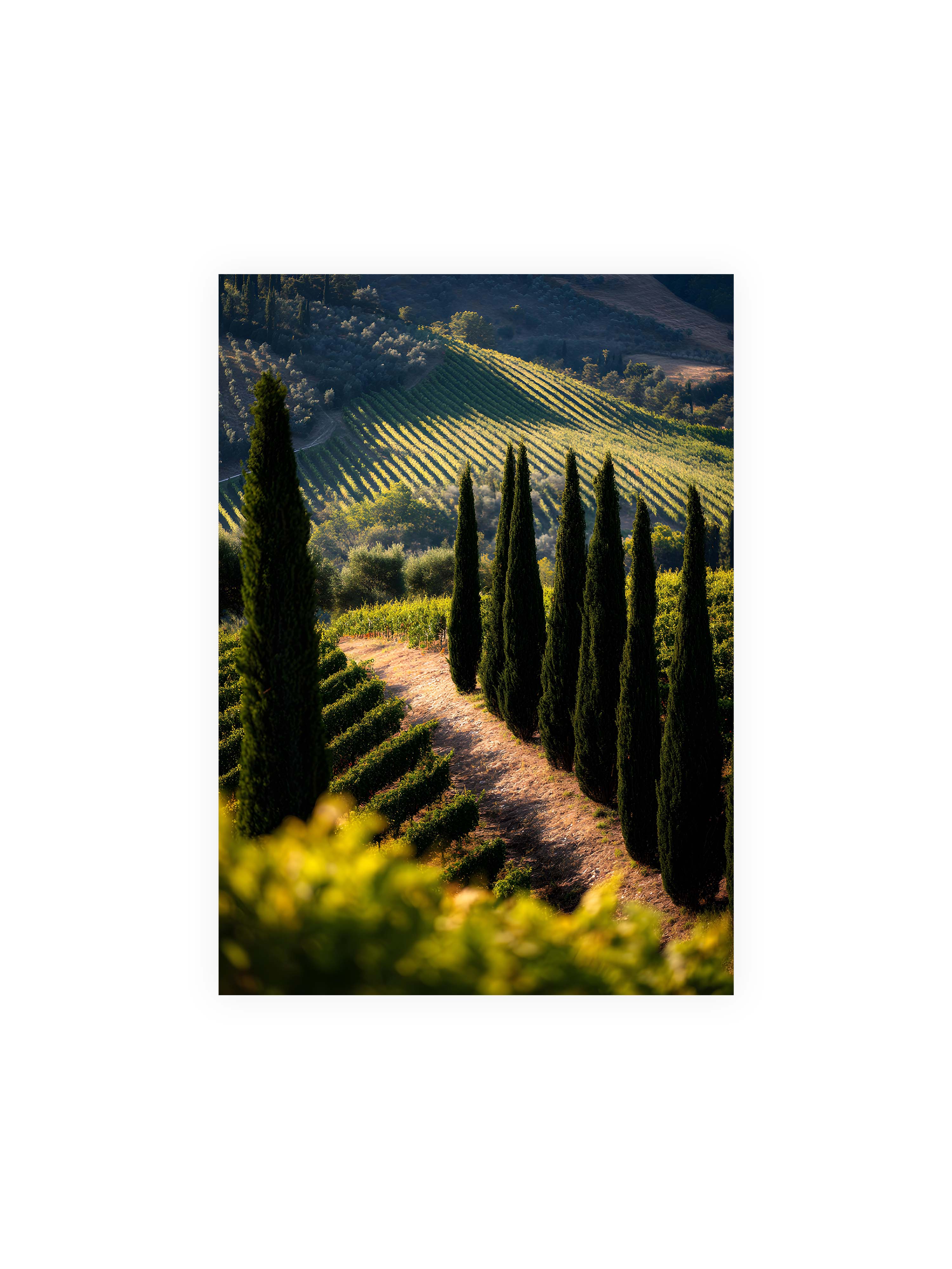 50x70 cm ohne Galerie-Rand ohne Rahmen – Zypressen in einem Weinberg, beleuchtet von warmem, goldenen Licht des Sonnenuntergangs.