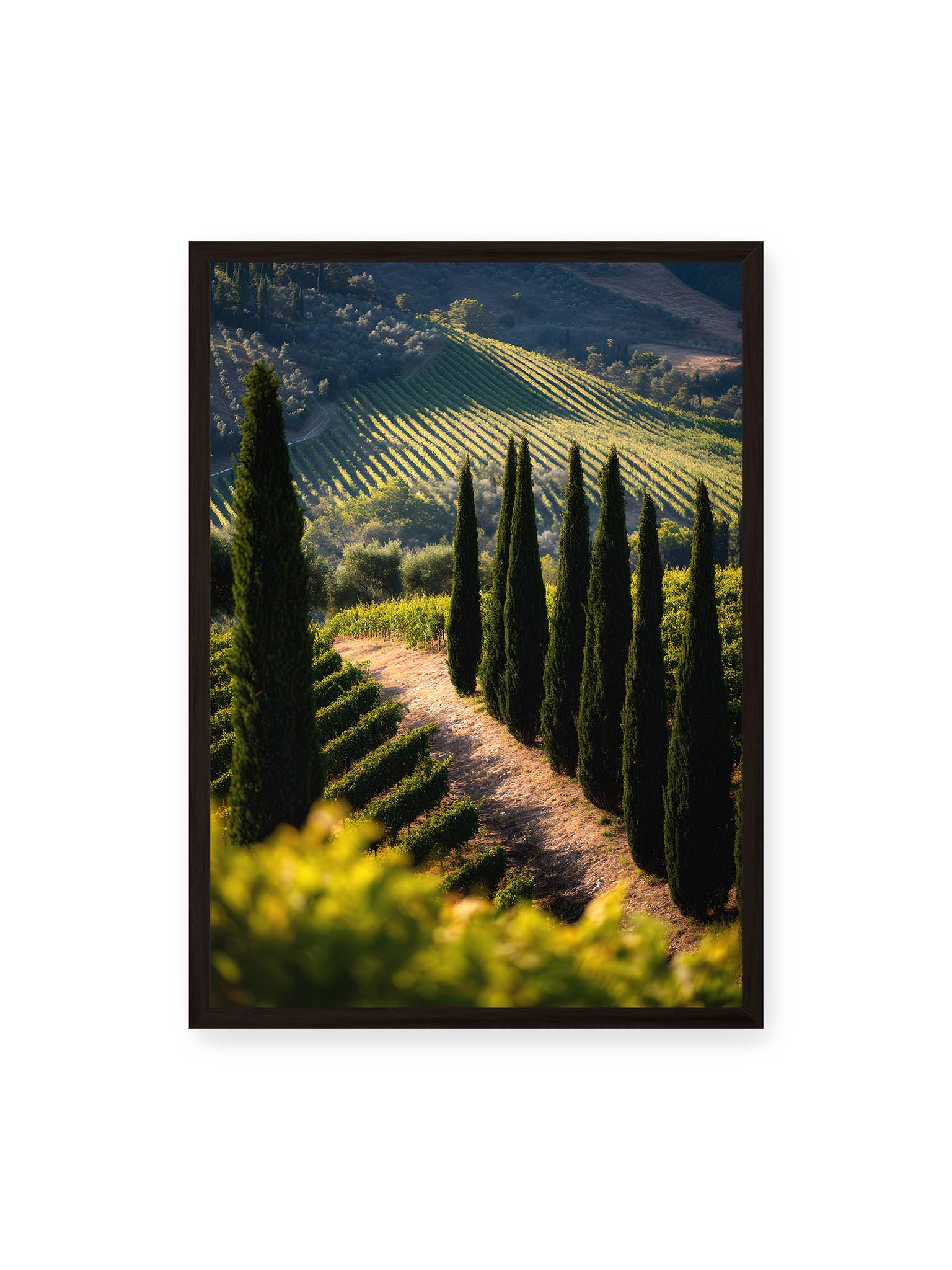 50x70 cm, schwarzer Rahmen – Zypressen in einem Weinberg, beleuchtet von warmem, goldenen Licht des Sonnenuntergangs.