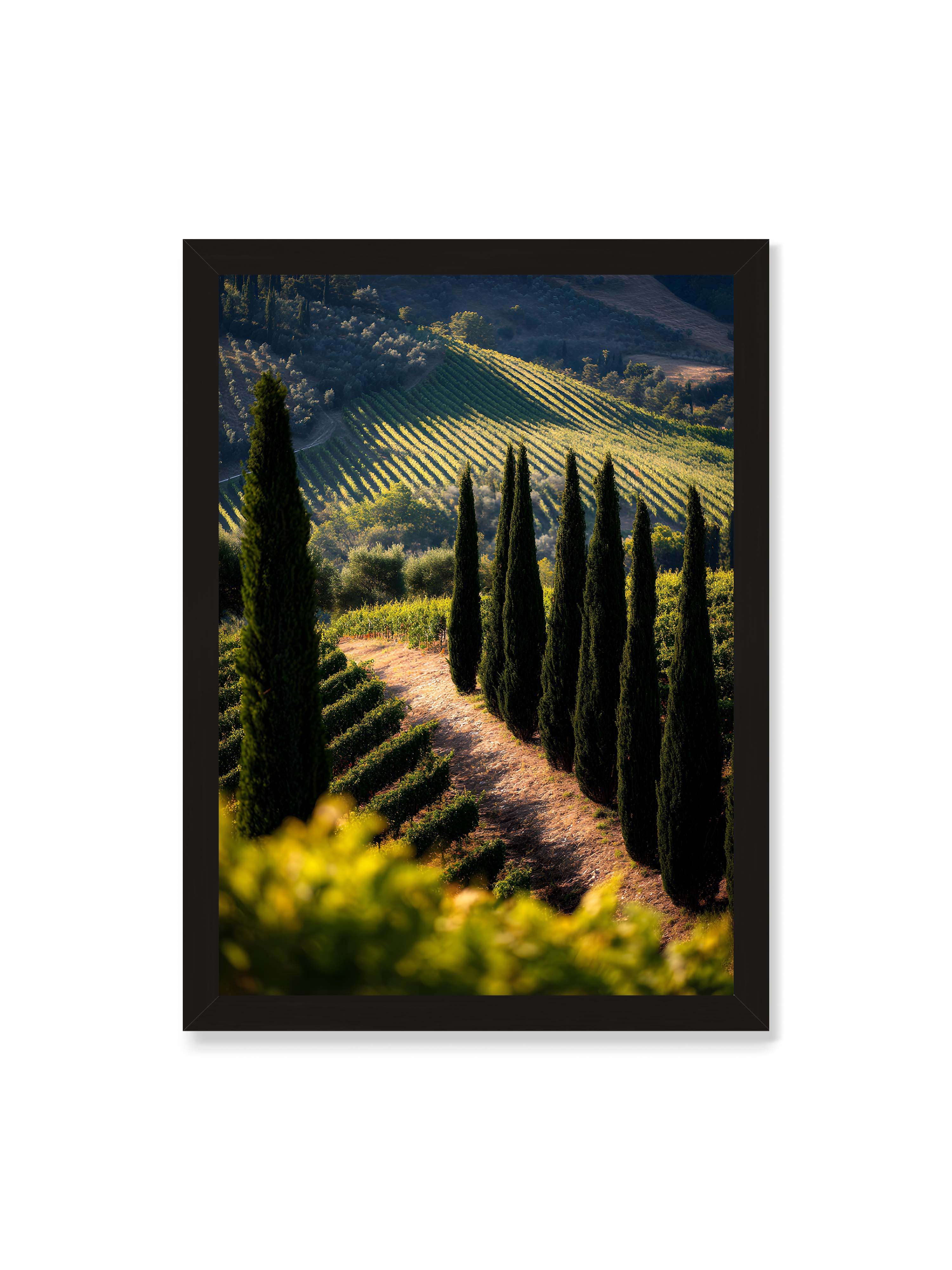 50x70 cm ohne Galerie-Rand mit schwarzem Rahmen – Zypressen in einem Weinberg, beleuchtet von warmem, goldenen Licht des Sonnenuntergangs.