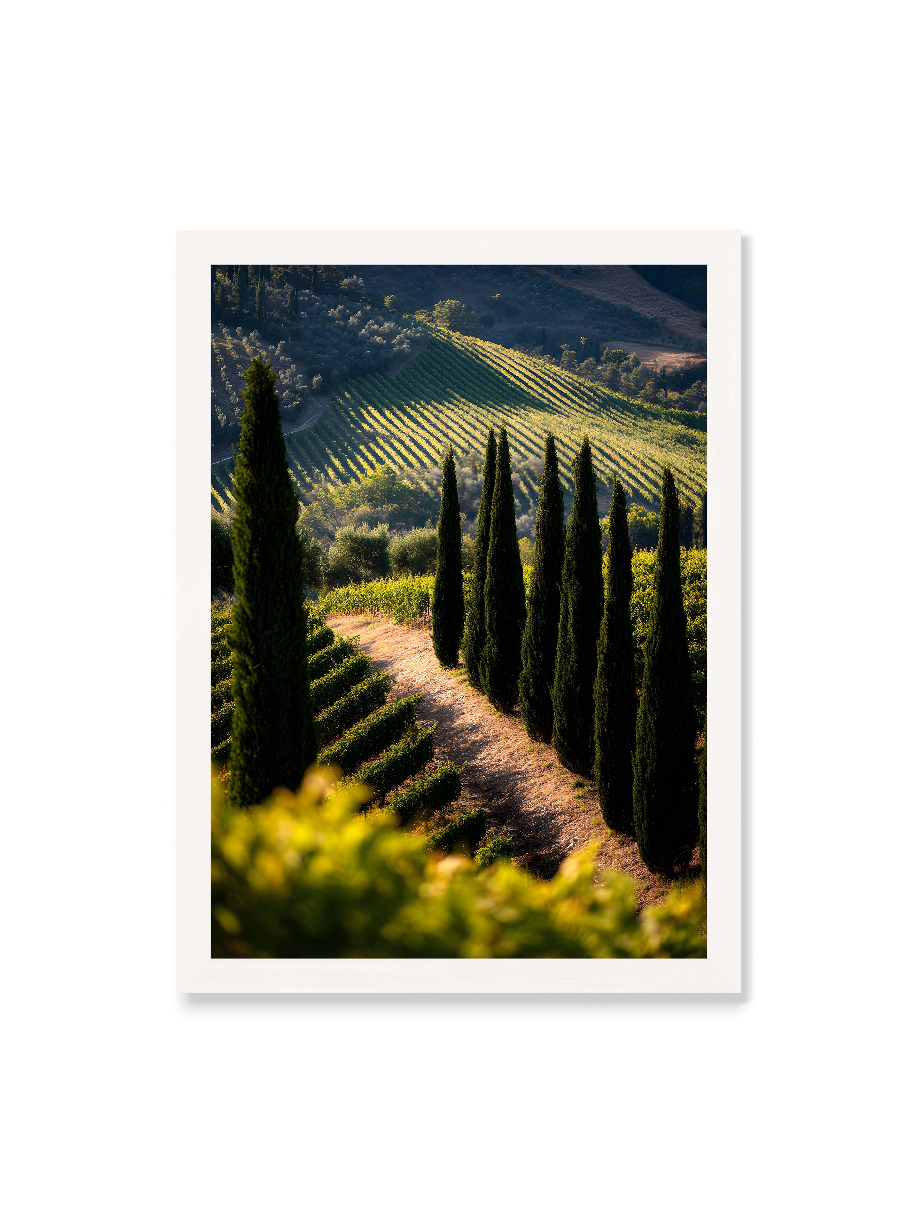 50x70 cm ohne Galerie-Rand mit weißem Rahmen – Zypressen in einem Weinberg, beleuchtet von warmem, goldenen Licht des Sonnenuntergangs.