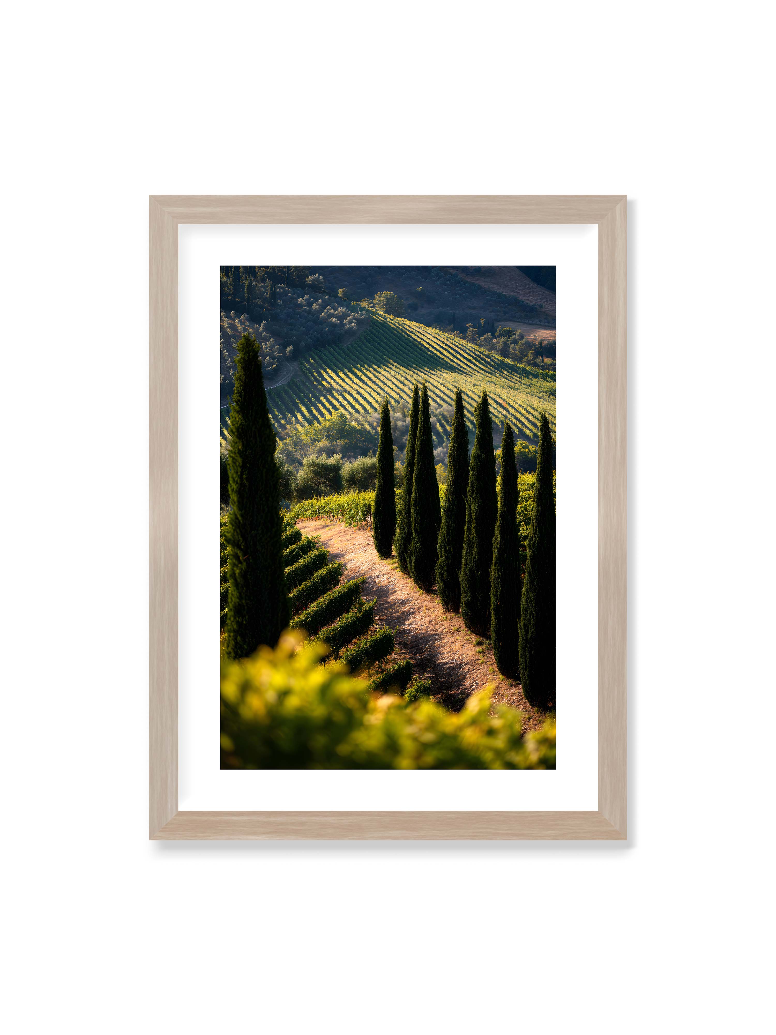 50x70 cm mit weißem Galerie-Rand im Eichenrahmen – Zypressen in einem Weinberg, beleuchtet von warmem, goldenen Licht des Sonnenuntergangs.