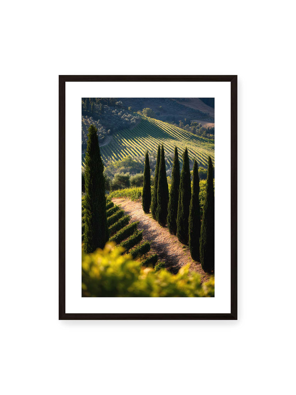 Cypress and Light