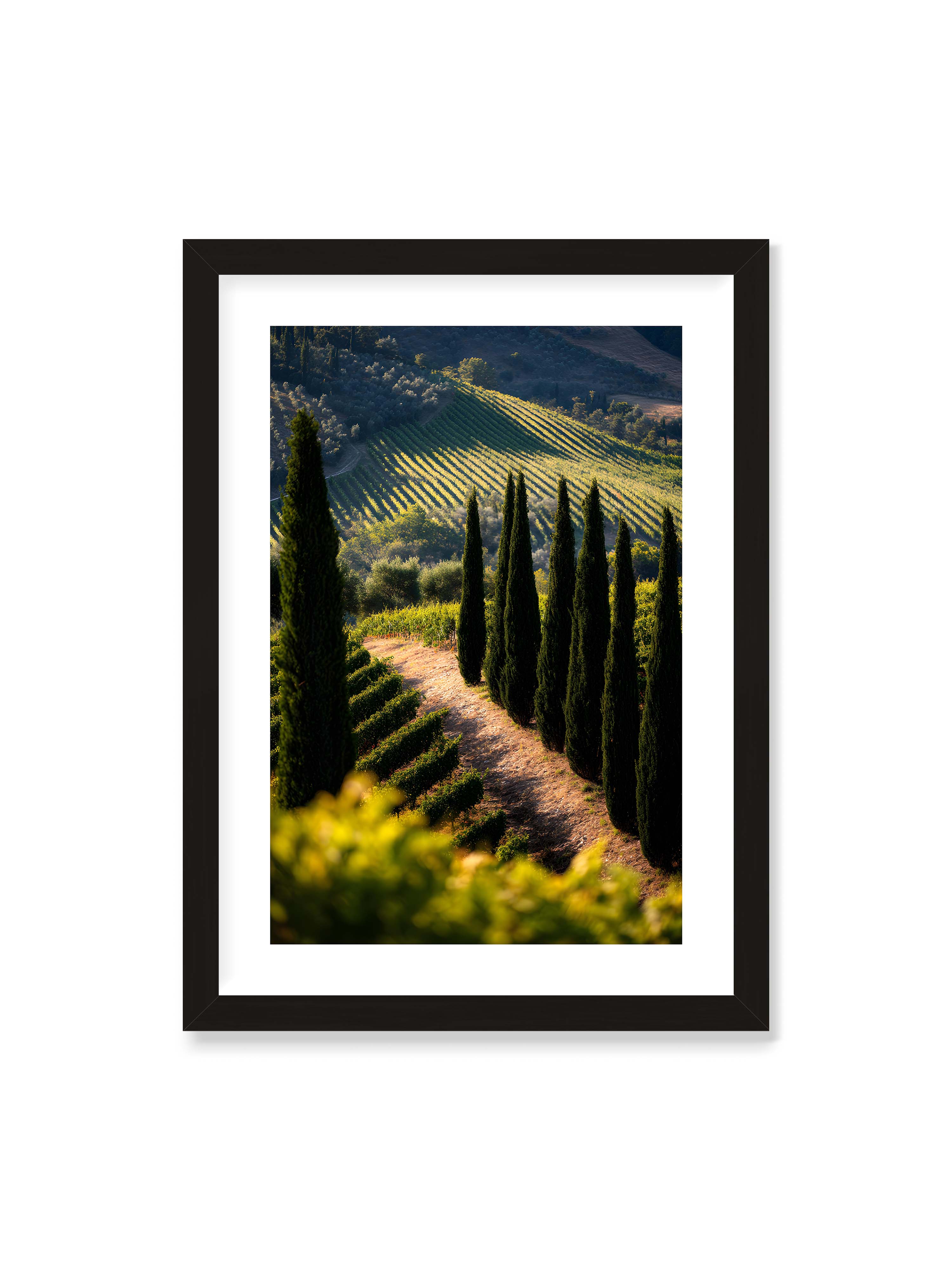 50x70 cm mit weißem Galerie-Rand mit schwarzem Rahmen – Zypressen in einem Weinberg, beleuchtet von warmem, goldenen Licht des Sonnenuntergangs.