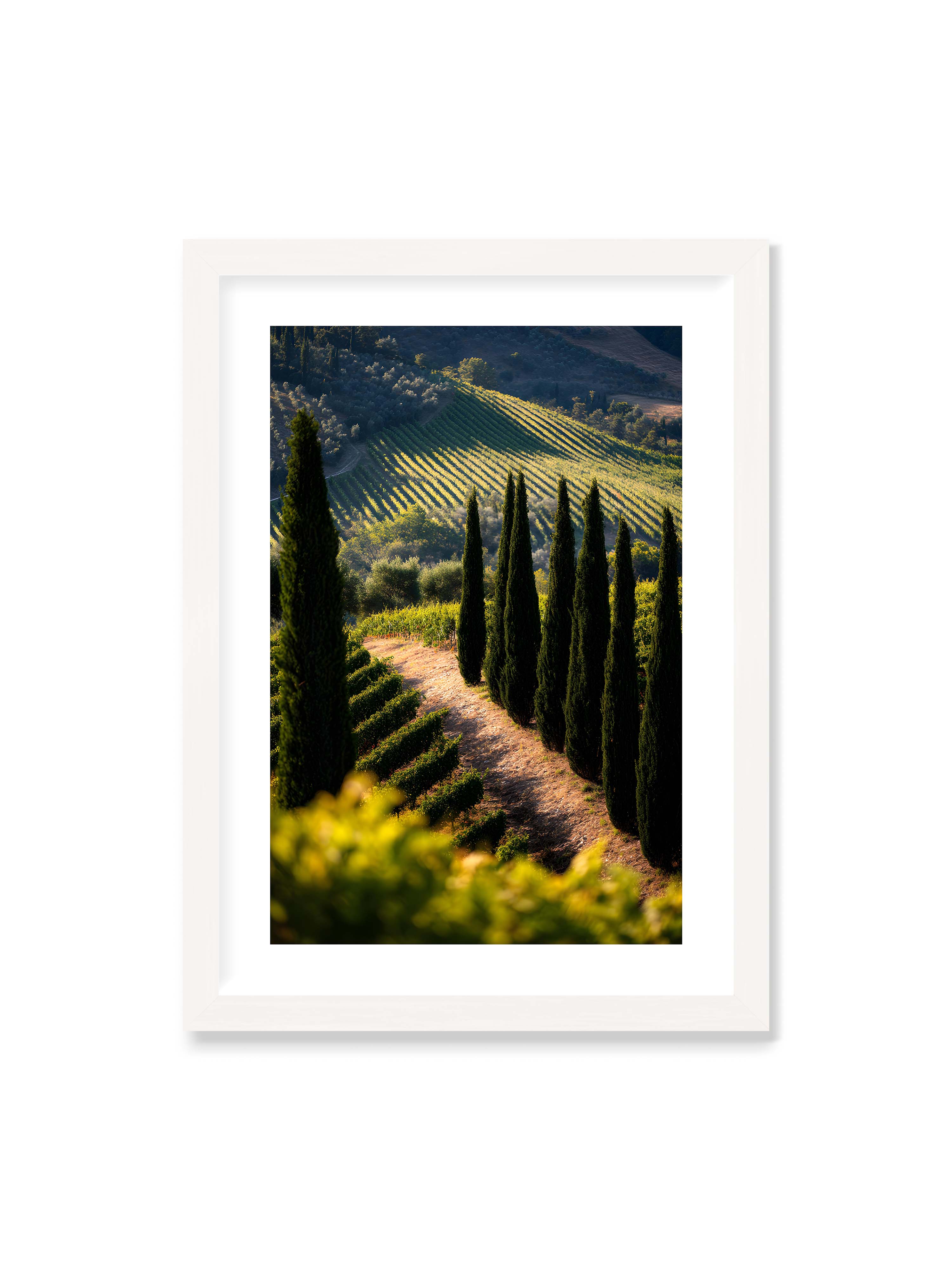 50x70 cm mit weißem Galerie-Rand mit weißem Rahmen – Zypressen in einem Weinberg, beleuchtet von warmem, goldenen Licht des Sonnenuntergangs.