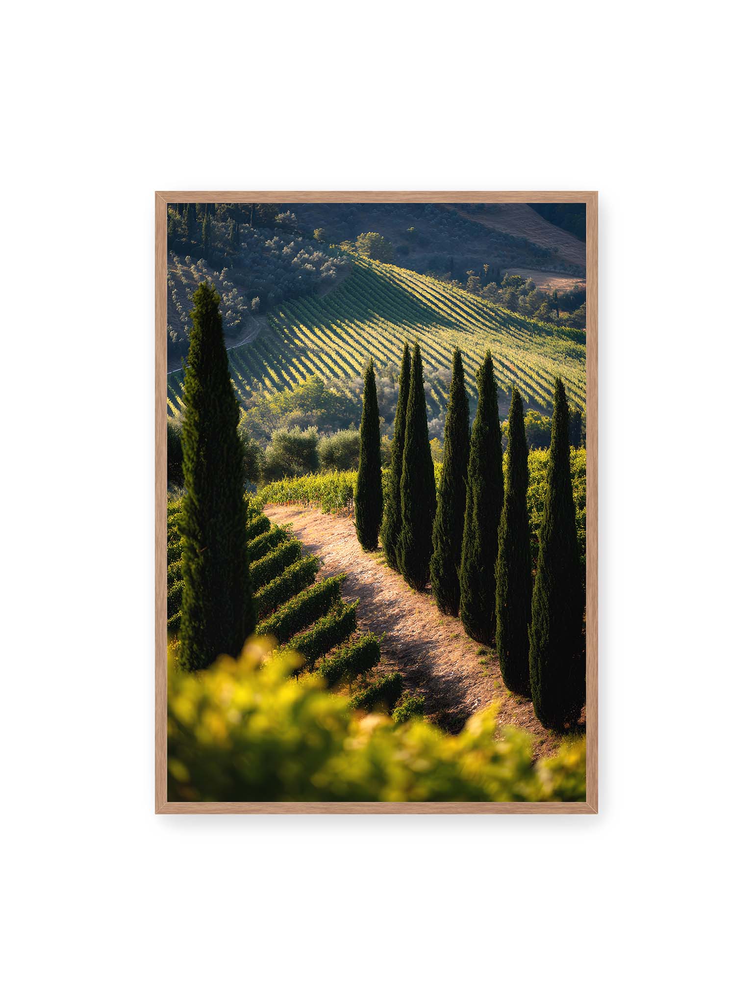 70x100 cm, Eichenrahmen – Zypressen in einem Weinberg, beleuchtet von warmem, goldenen Licht des Sonnenuntergangs.