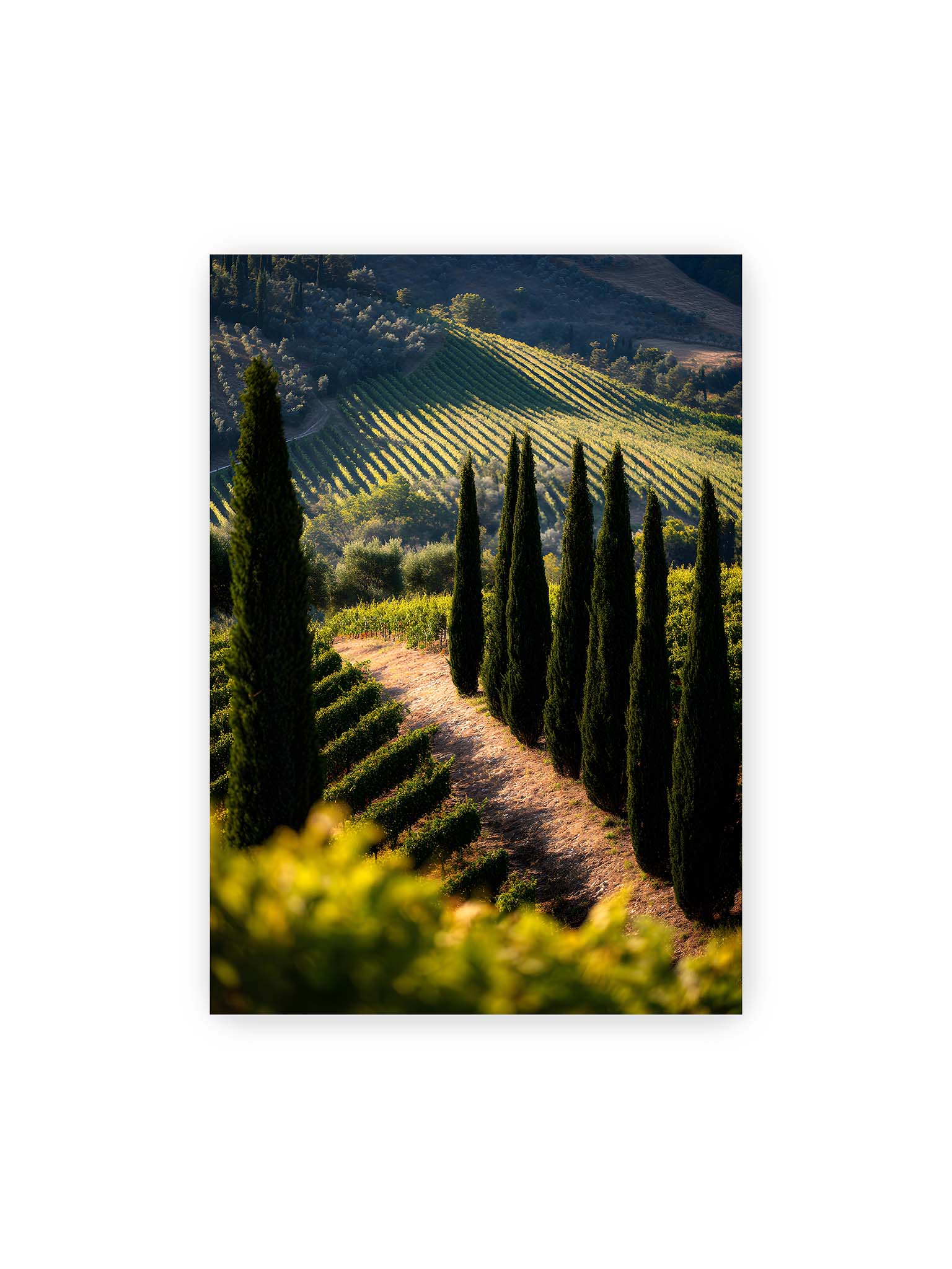 70x100 cm – Zypressen in einem Weinberg, beleuchtet von warmem, goldenen Licht des Sonnenuntergangs.
