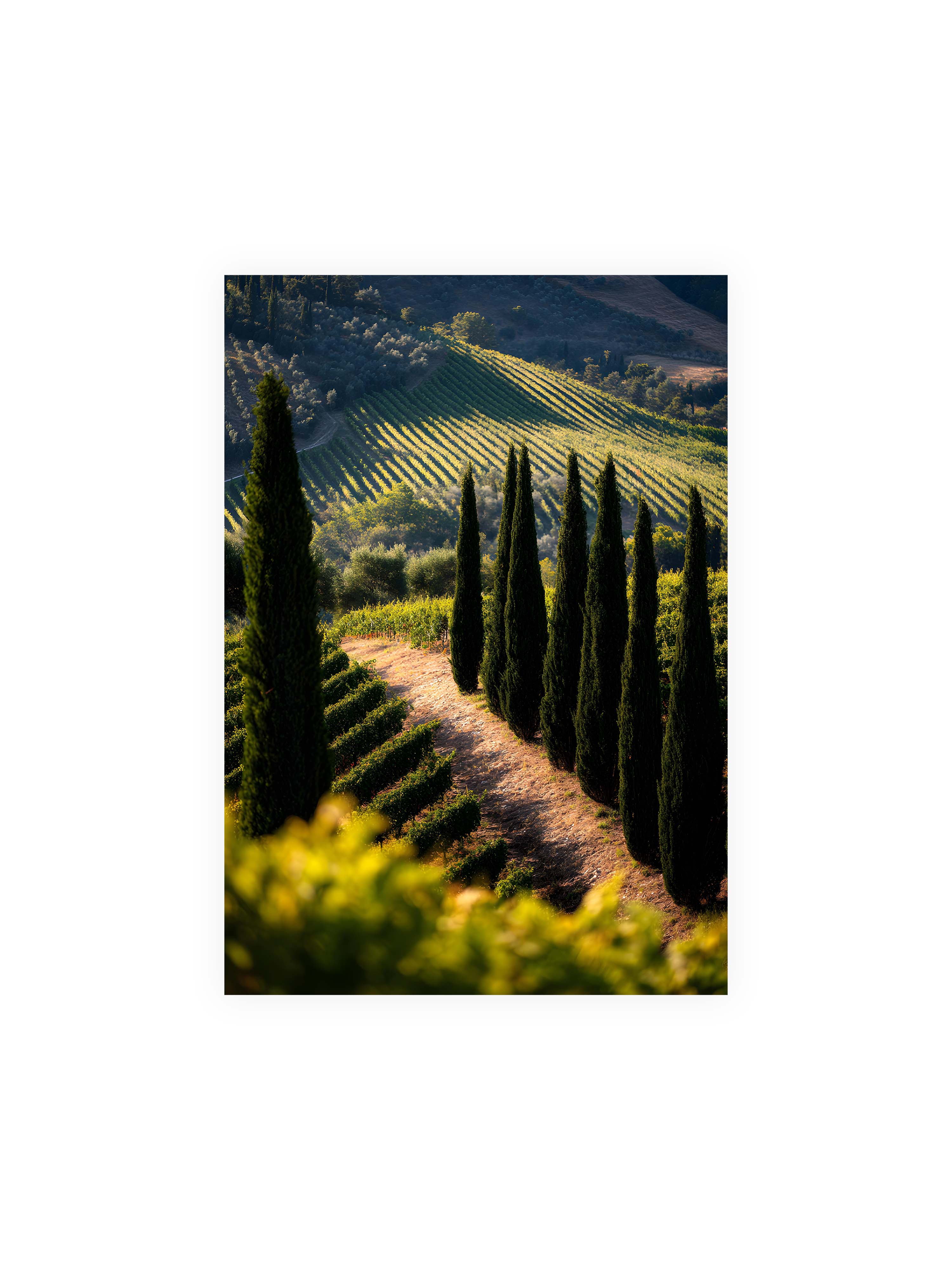 70x100 cm ohne Galerie-Rand ohne Rahmen – Zypressen in einem Weinberg, beleuchtet von warmem, goldenen Licht des Sonnenuntergangs.