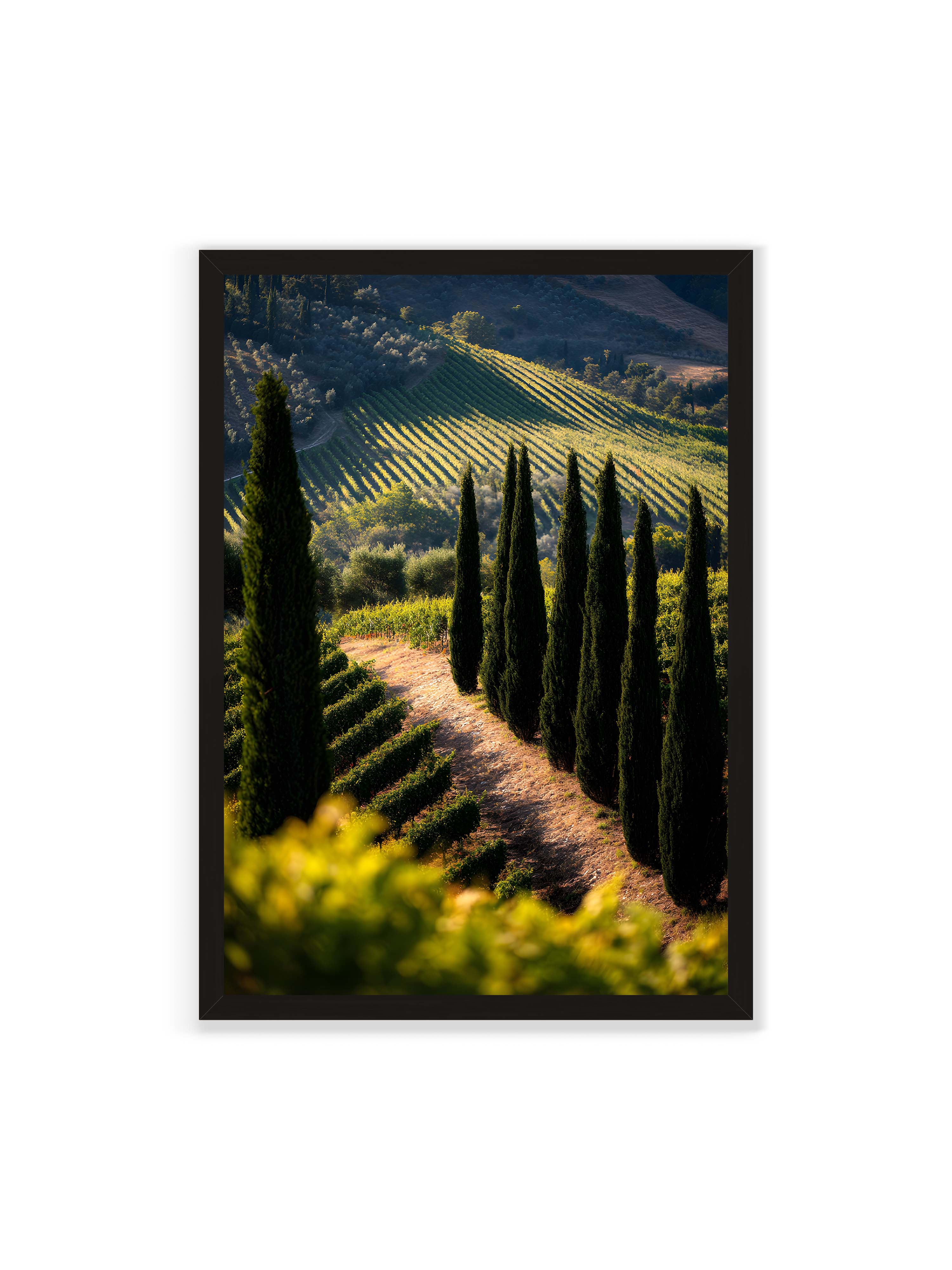 70x100 cm ohne Galerie-Rand mit schwarzem Rahmen – Zypressen in einem Weinberg, beleuchtet von warmem, goldenen Licht des Sonnenuntergangs.