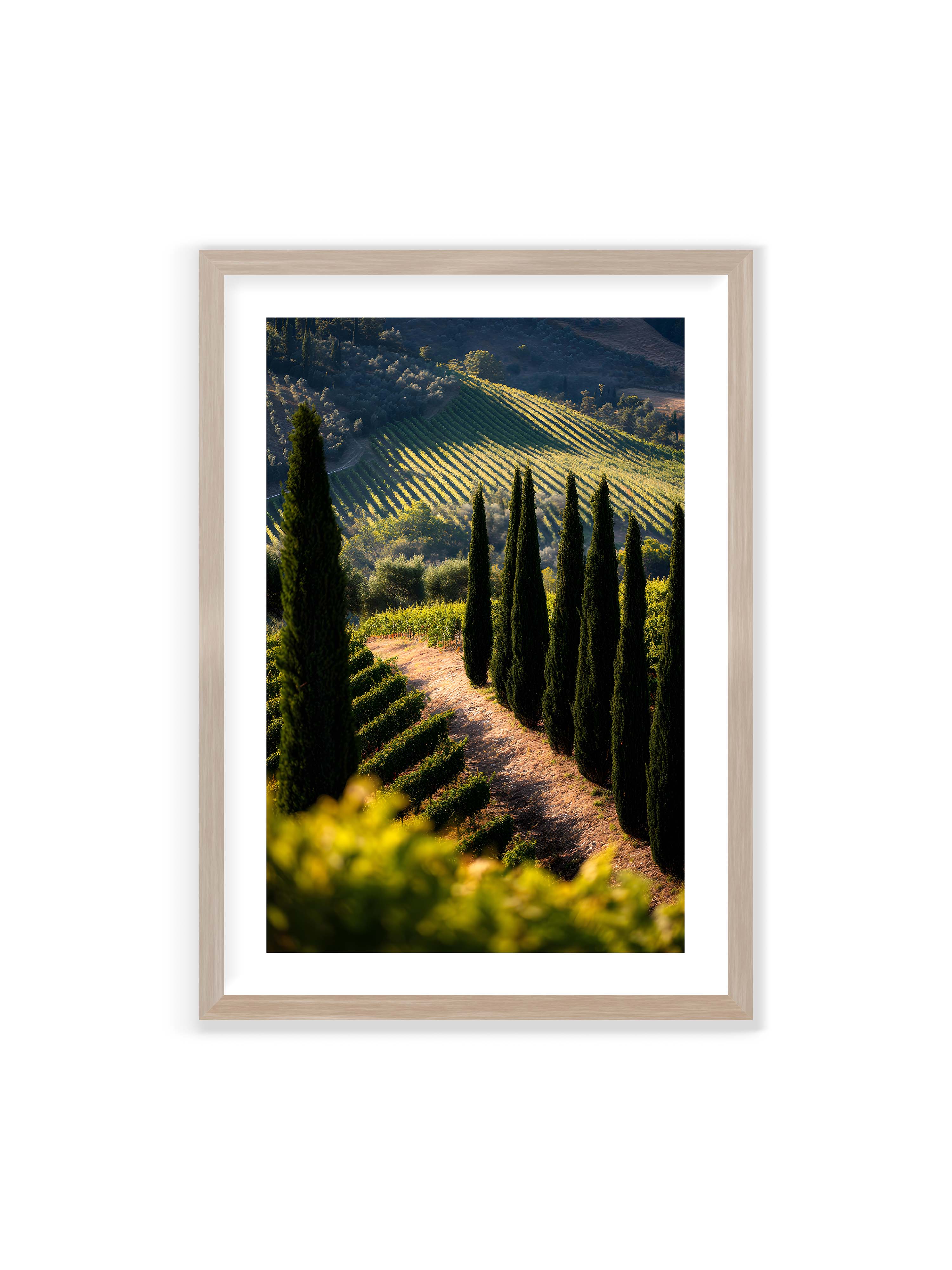 70x100 cm mit weißem Galerie-Rand im Eichenrahmen – Zypressen in einem Weinberg, beleuchtet von warmem, goldenen Licht des Sonnenuntergangs.