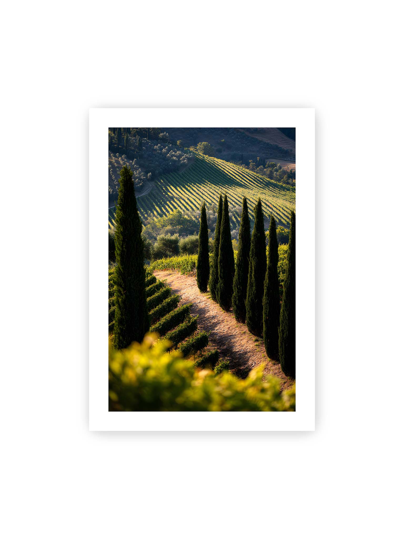 70x100 cm, weißer Galerie-Rand – Zypressen in einem Weinberg, beleuchtet von warmem, goldenen Licht des Sonnenuntergangs.