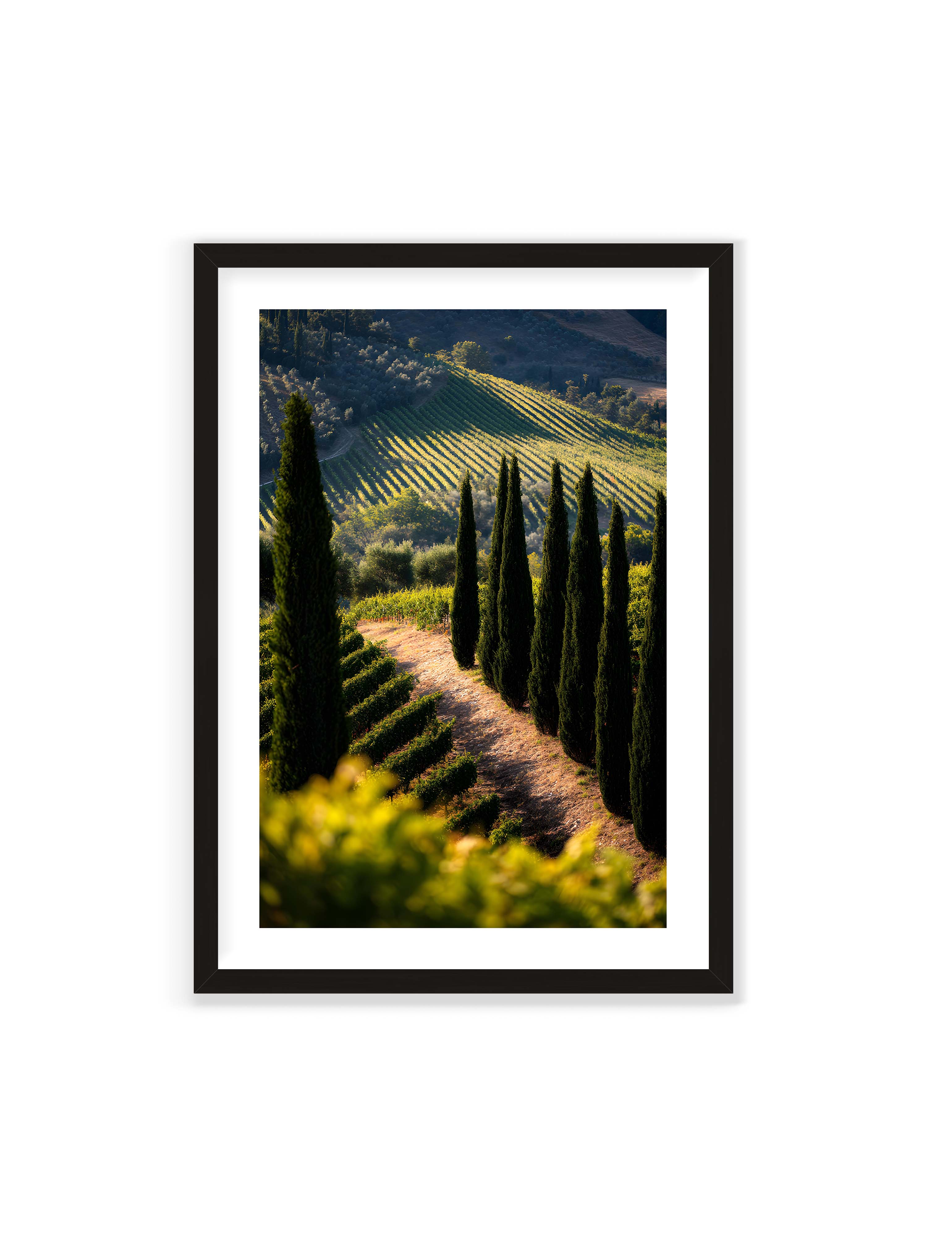 70x100 cm mit weißem Galerie-Rand mit schwarzem Rahmen – Zypressen in einem Weinberg, beleuchtet von warmem, goldenen Licht des Sonnenuntergangs.
