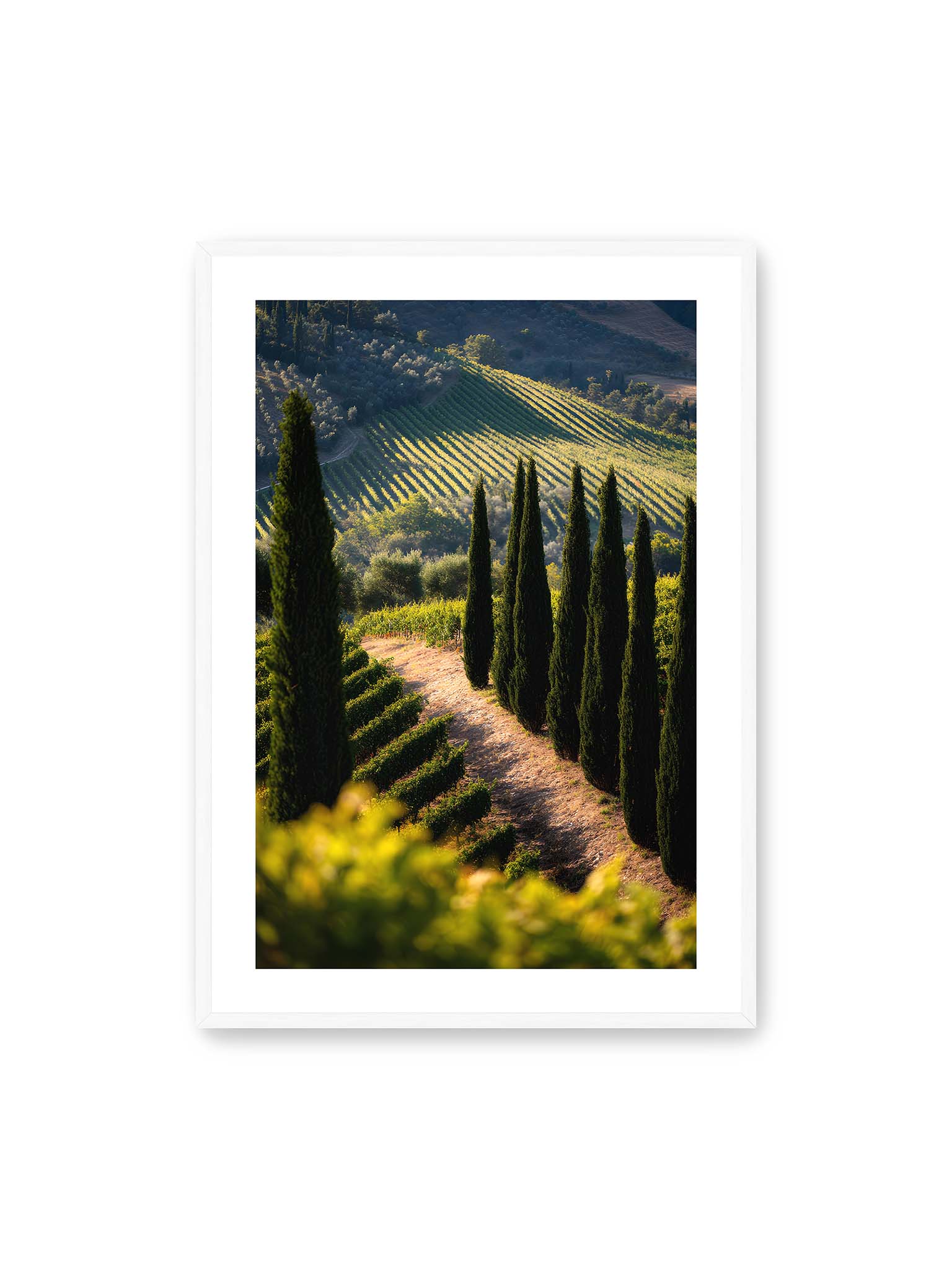 70x100 cm, weißer Galerie-Rand, weißer Rahmen – Zypressen in einem Weinberg, beleuchtet von warmem, goldenen Licht des Sonnenuntergangs.