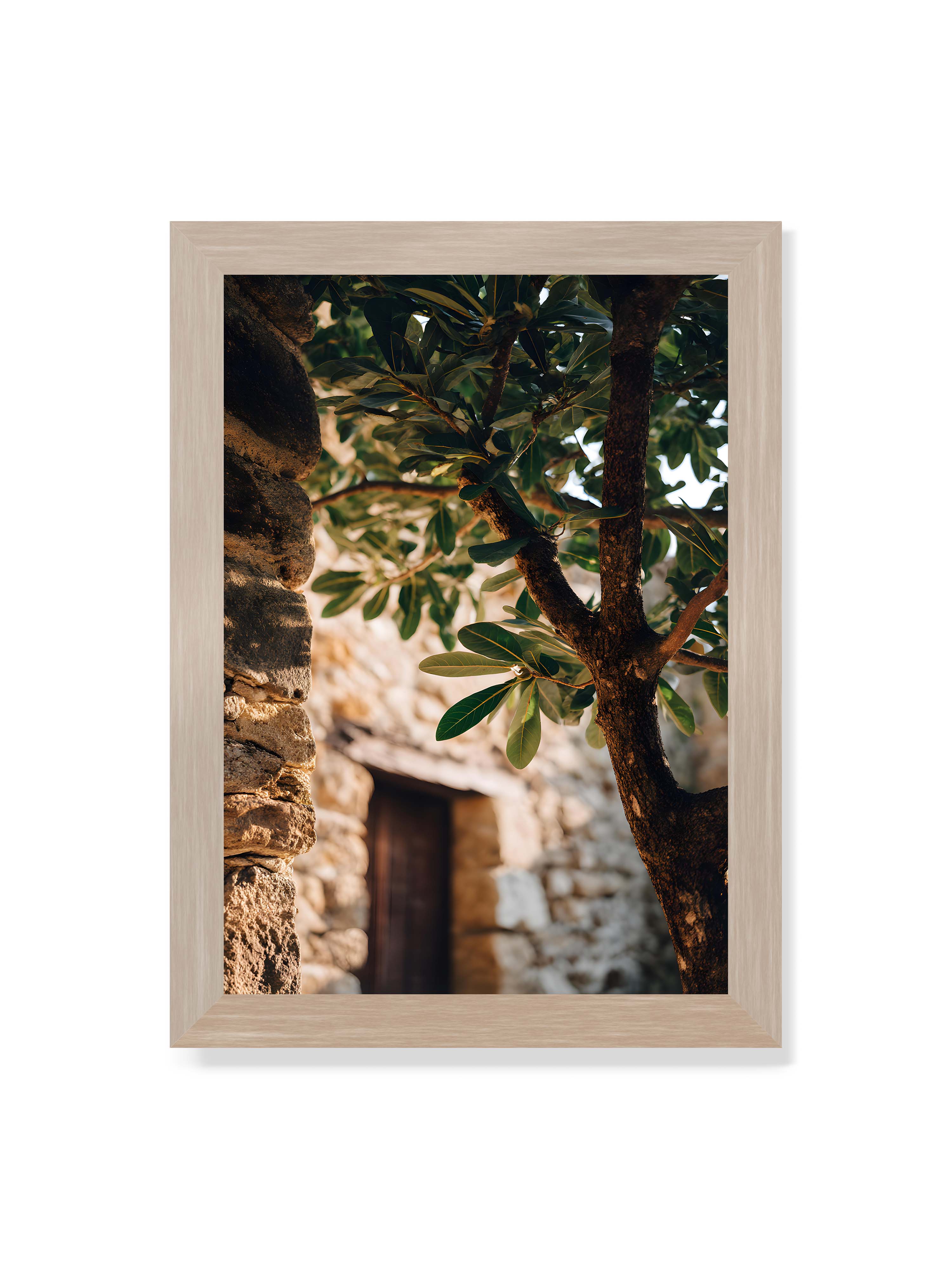 21x30 cm ohne Galerie-Rand im Eichenrahmen – Baum mit grünen Blättern, der sich an eine alte Steinmauer schmiegt, mit sanftem Sonnenlicht im Hintergrund.