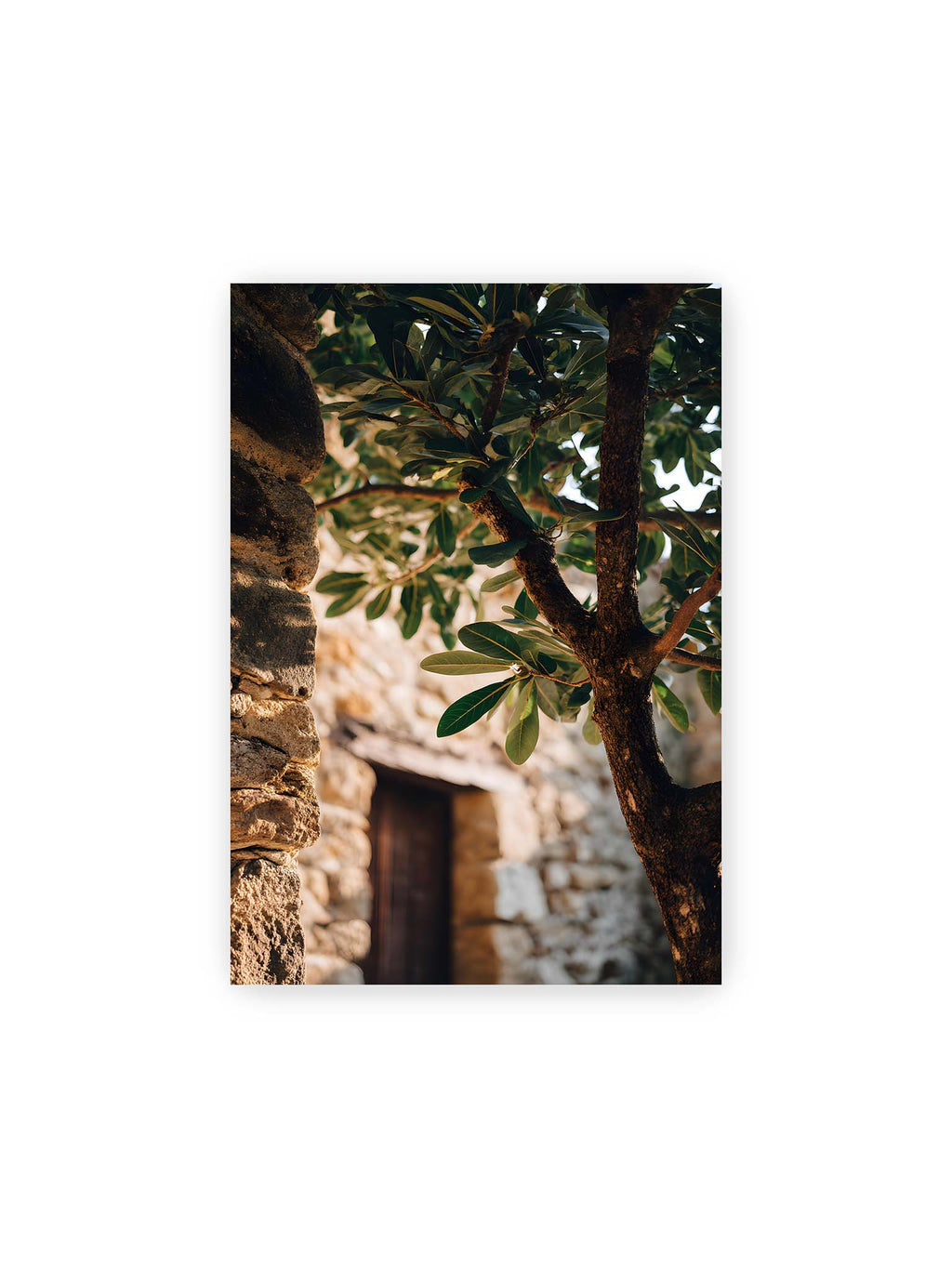 21x30 cm – Olivenbaum an mediterraner Steinmauer mit Holztür im warmen Sonnenlicht.