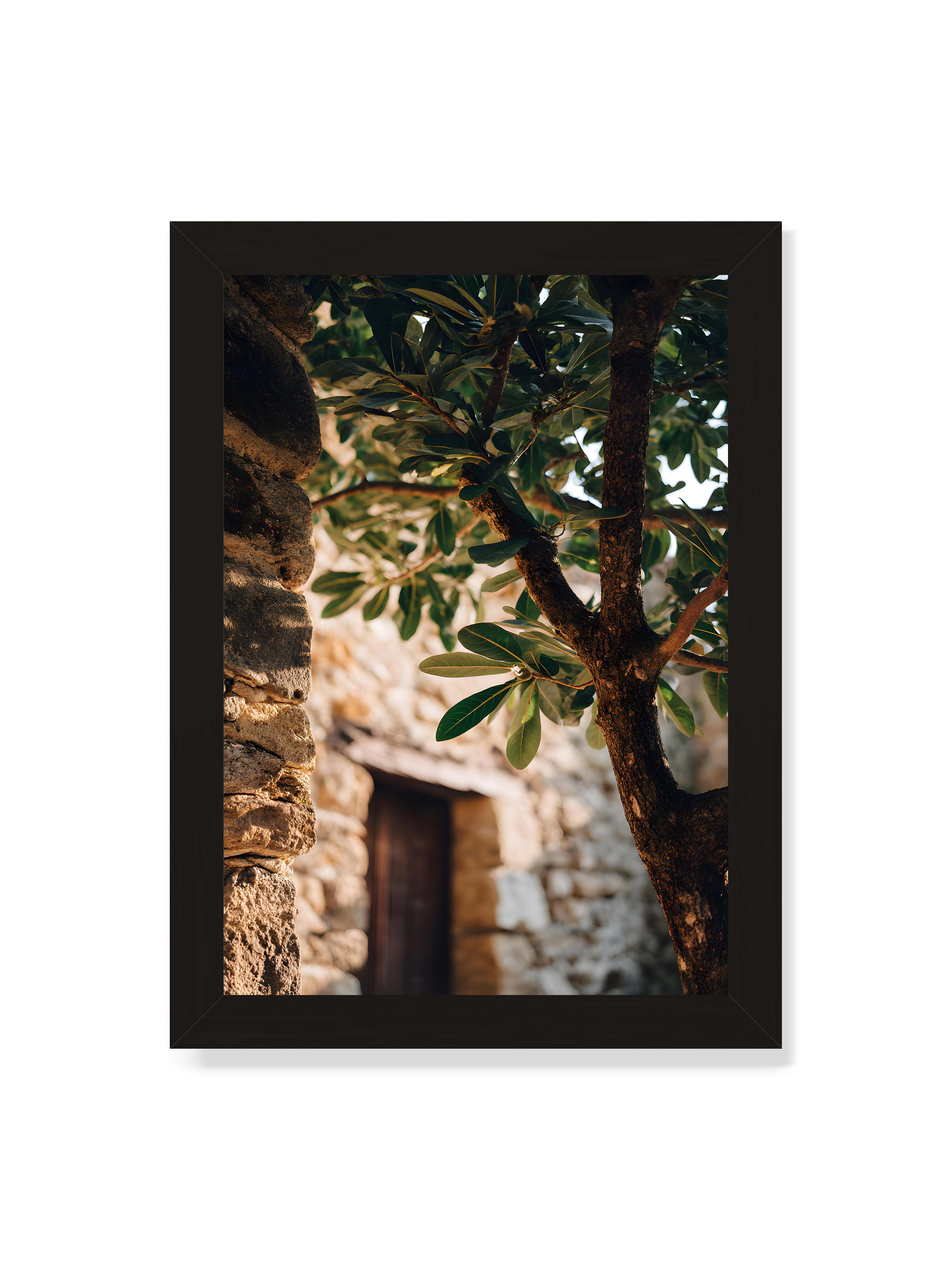 21x30 cm ohne Galerie-Rand mit schwarzem Rahmen – Baum mit grünen Blättern, der sich an eine alte Steinmauer schmiegt, mit sanftem Sonnenlicht im Hintergrund.
