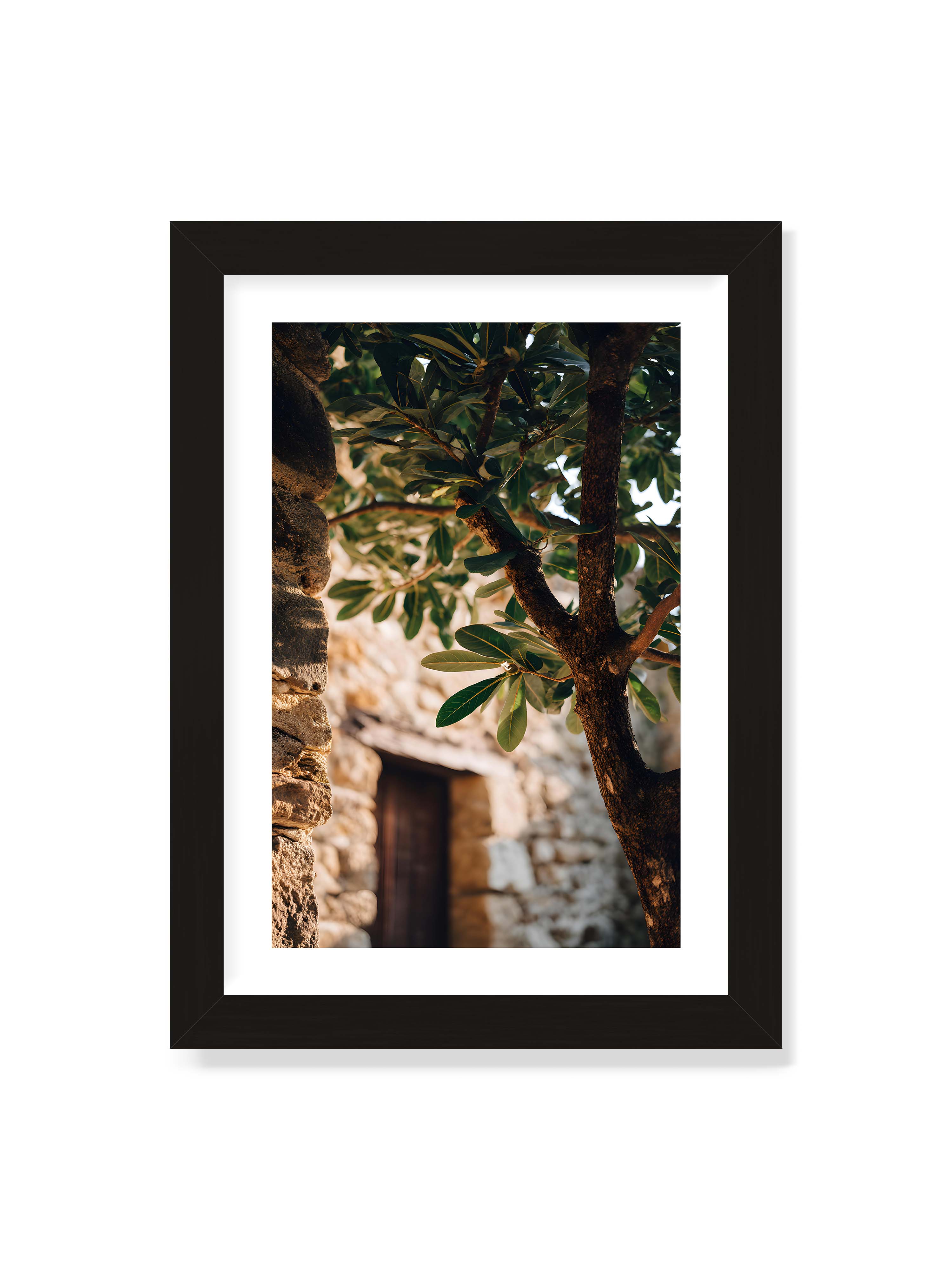 21x30 cm mit weißem Galerie-Rand mit schwarzem Rahmen – Baum mit grünen Blättern, der sich an eine alte Steinmauer schmiegt, mit sanftem Sonnenlicht im Hintergrund.