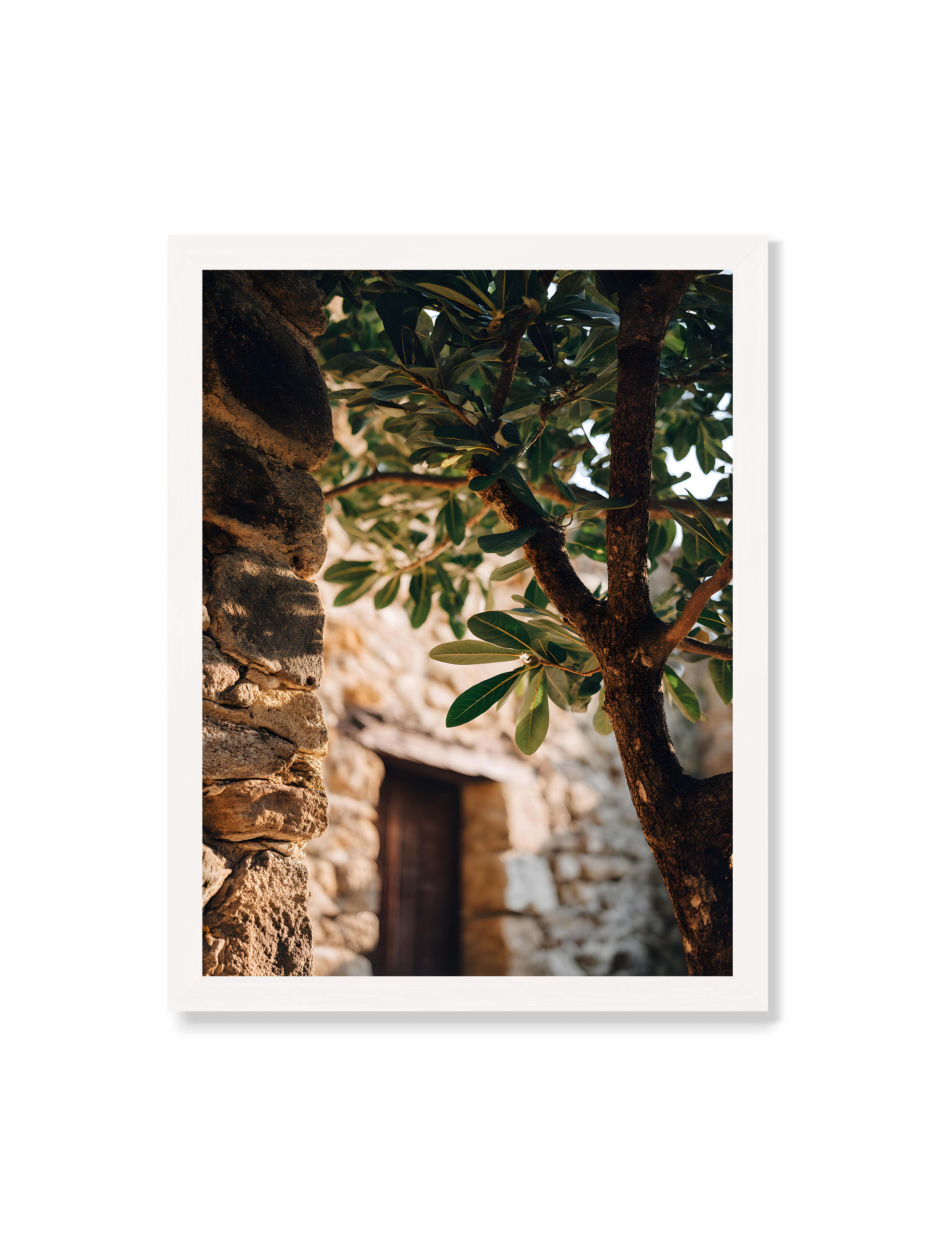 30x40 cm ohne Galerie-Rand mit weißem Rahmen – Baum mit grünen Blättern, der sich an eine alte Steinmauer schmiegt, mit sanftem Sonnenlicht im Hintergrund.