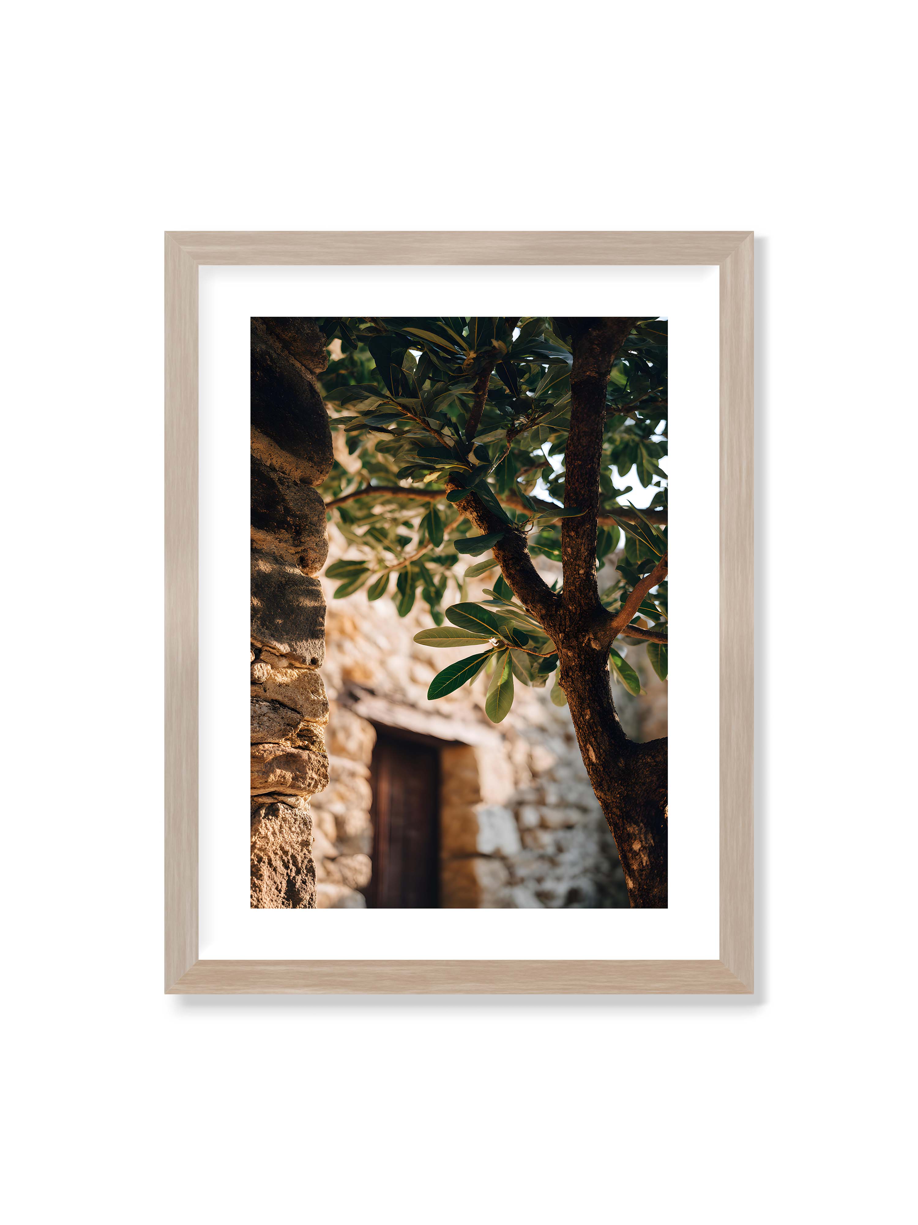 30x40 cm mit weißem Galerie-Rand im Eichenrahmen – Baum mit grünen Blättern, der sich an eine alte Steinmauer schmiegt, mit sanftem Sonnenlicht im Hintergrund.