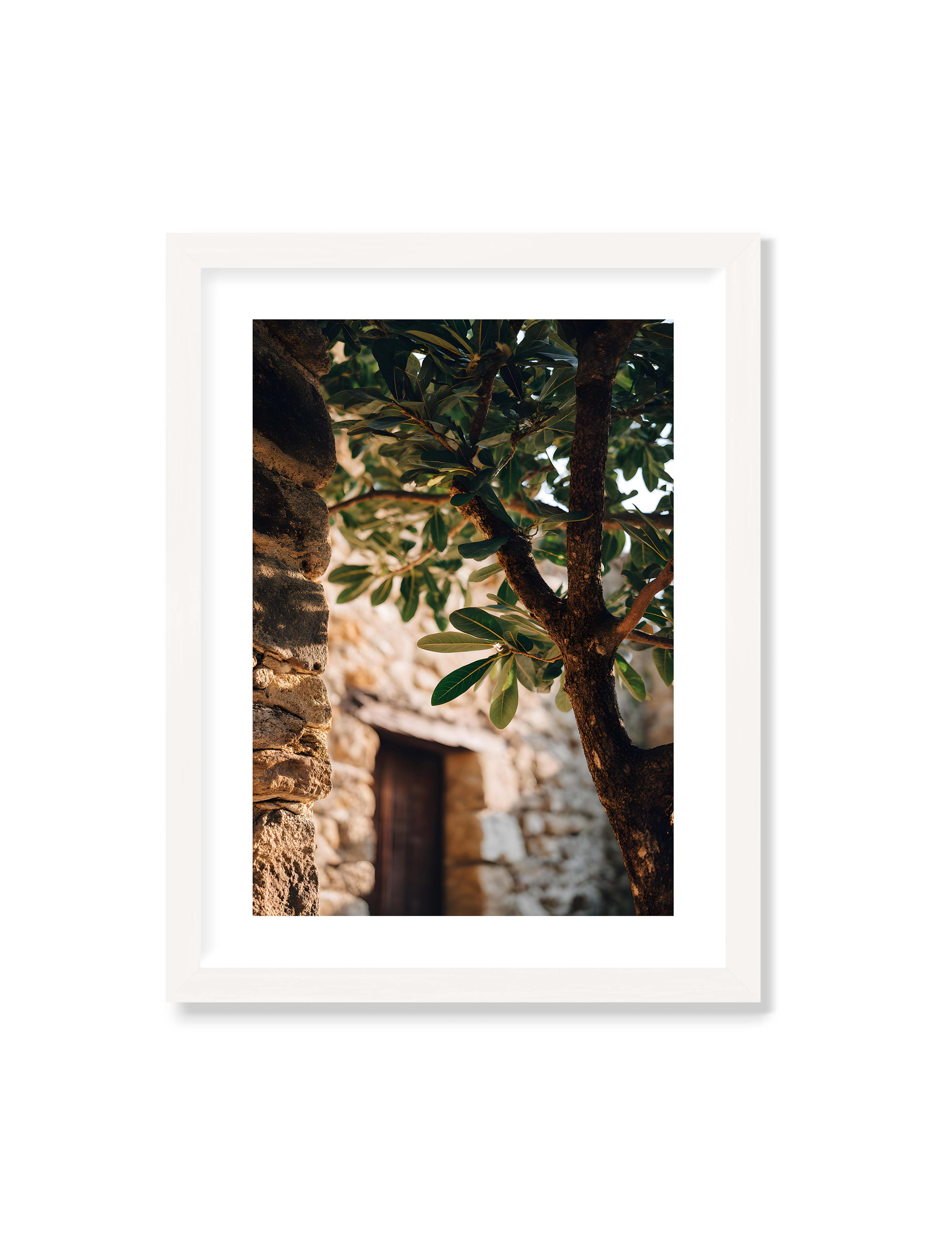 30x40 cm mit weißem Galerie-Rand mit weißem Rahmen – Baum mit grünen Blättern, der sich an eine alte Steinmauer schmiegt, mit sanftem Sonnenlicht im Hintergrund.