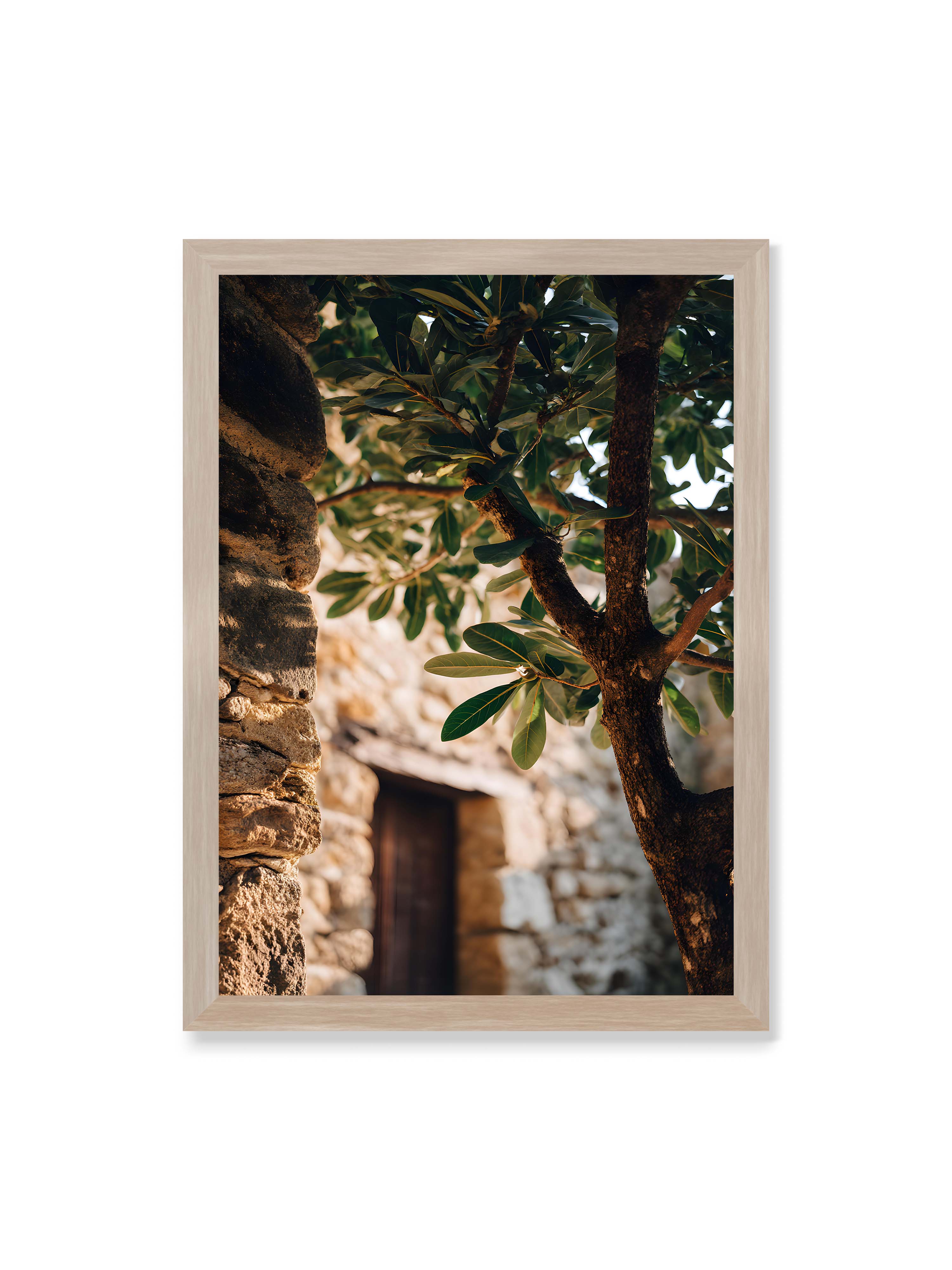 50x70 cm ohne Galerie-Rand im Eichenrahmen – Baum mit grünen Blättern, der sich an eine alte Steinmauer schmiegt, mit sanftem Sonnenlicht im Hintergrund.