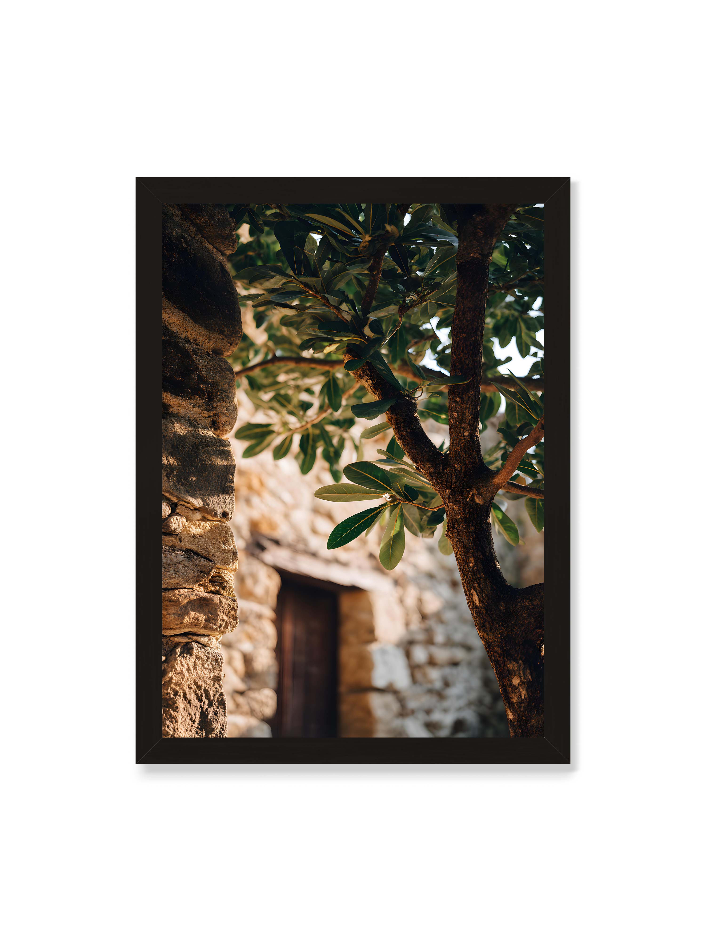 50x70 cm ohne Galerie-Rand mit schwarzem Rahmen – Baum mit grünen Blättern, der sich an eine alte Steinmauer schmiegt, mit sanftem Sonnenlicht im Hintergrund.