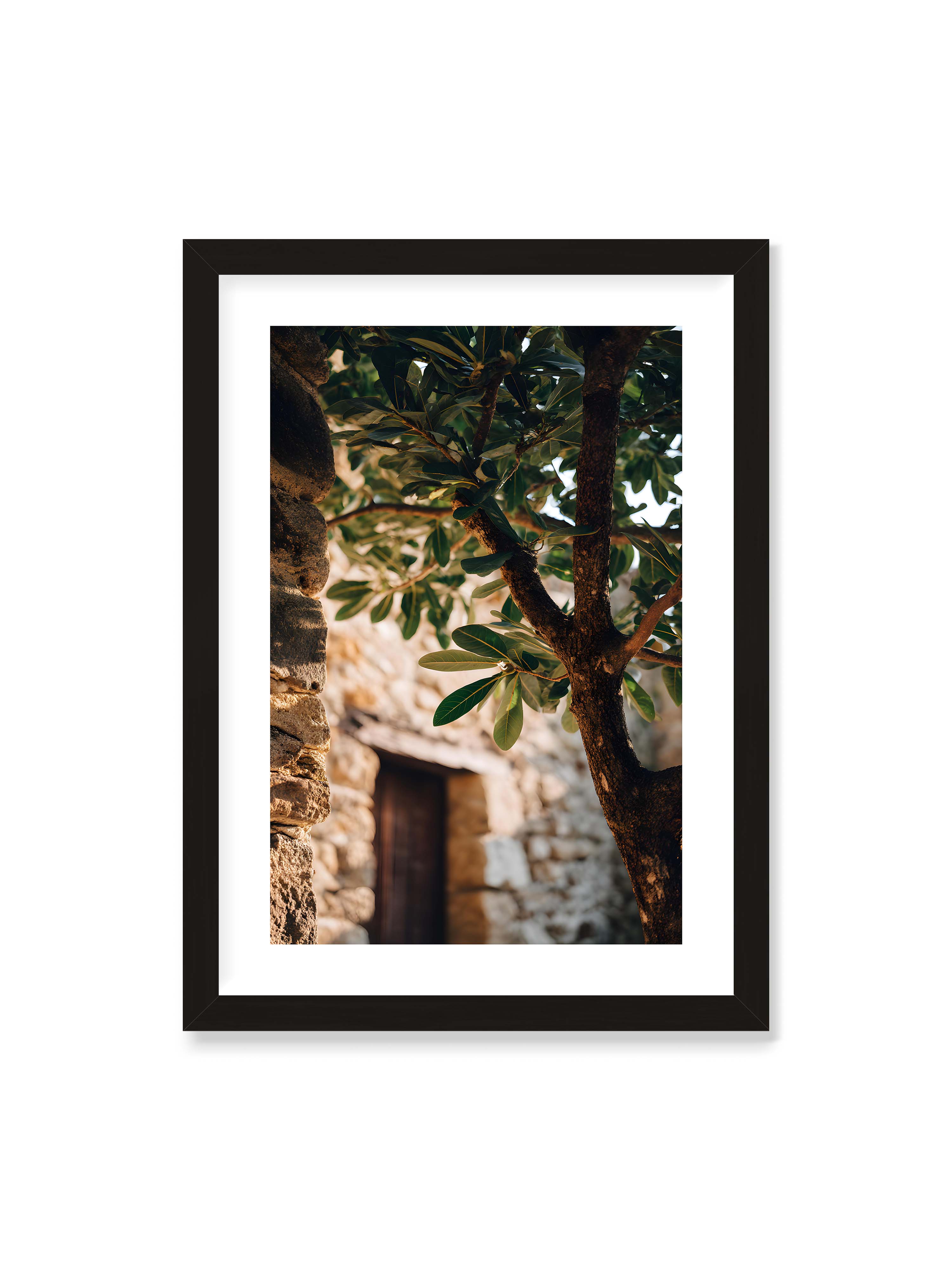 50x70 cm mit weißem Galerie-Rand mit schwarzem Rahmen – Baum mit grünen Blättern, der sich an eine alte Steinmauer schmiegt, mit sanftem Sonnenlicht im Hintergrund.