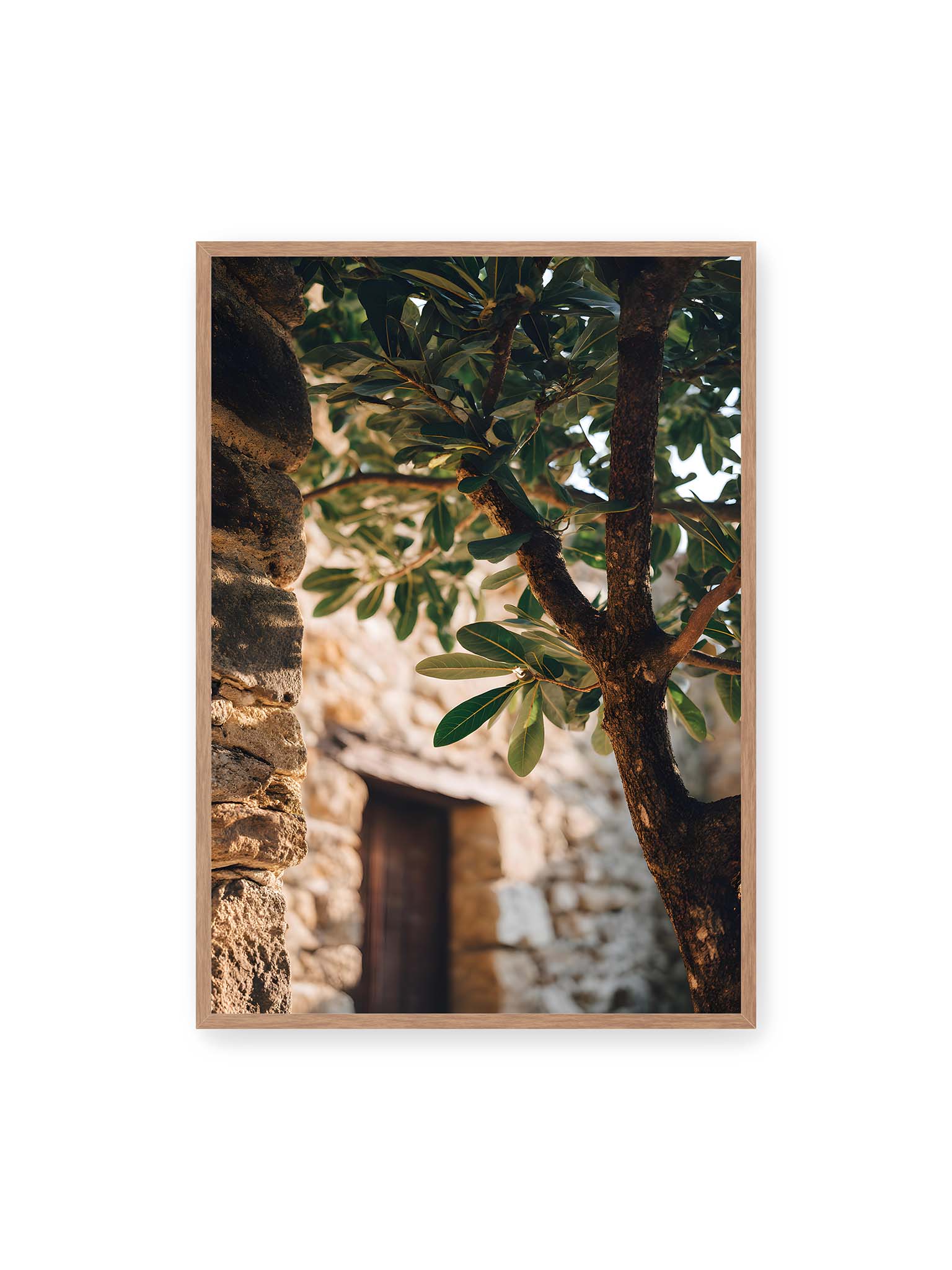 70x100 cm, Eichenrahmen – Olivenbaum an mediterraner Steinmauer mit Holztür im warmen Sonnenlicht.