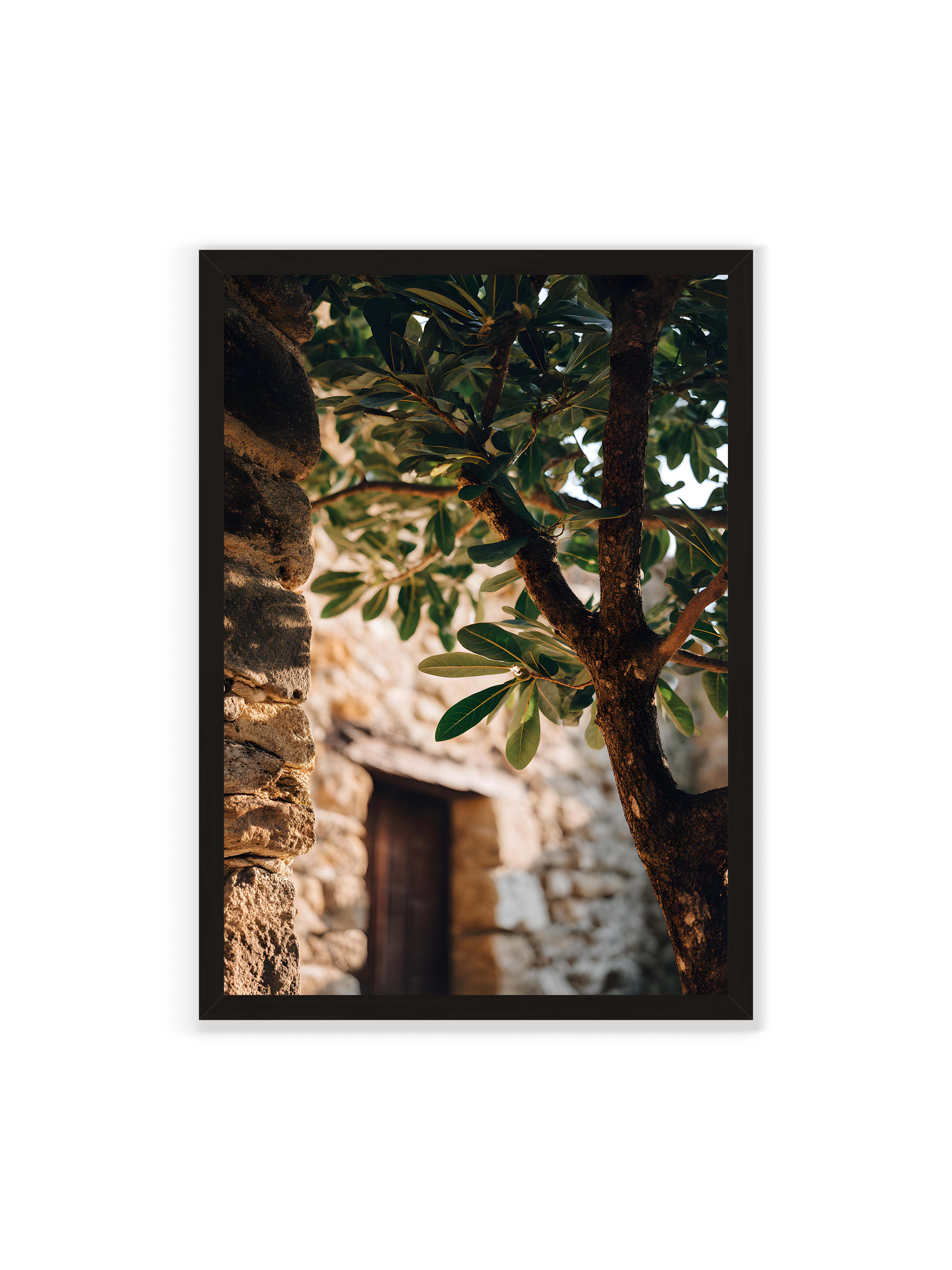 70x100 cm ohne Galerie-Rand mit schwarzem Rahmen – Baum mit grünen Blättern, der sich an eine alte Steinmauer schmiegt, mit sanftem Sonnenlicht im Hintergrund.