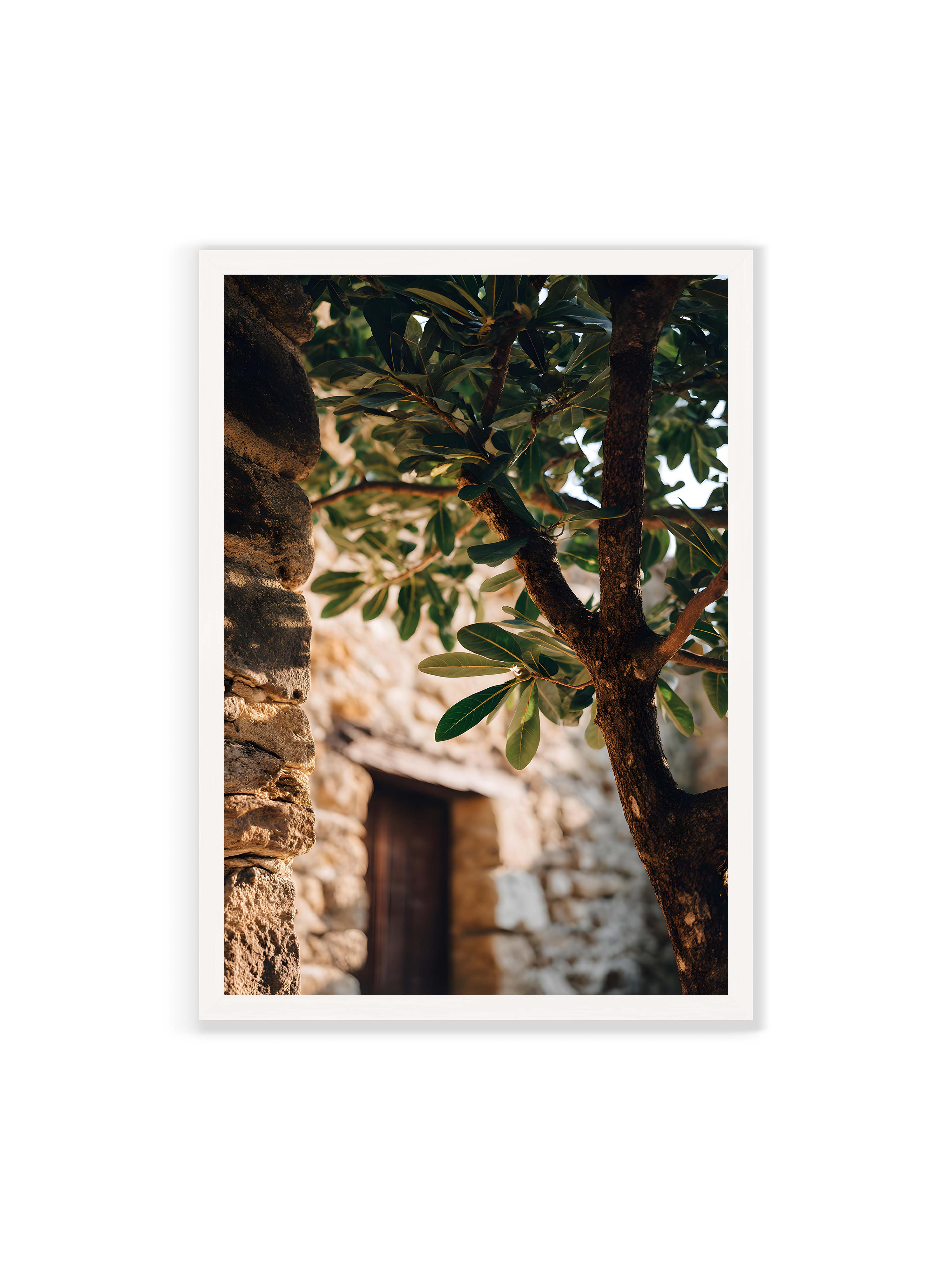 70x100 cm ohne Galerie-Rand mit weißem Rahmen – Baum mit grünen Blättern, der sich an eine alte Steinmauer schmiegt, mit sanftem Sonnenlicht im Hintergrund.