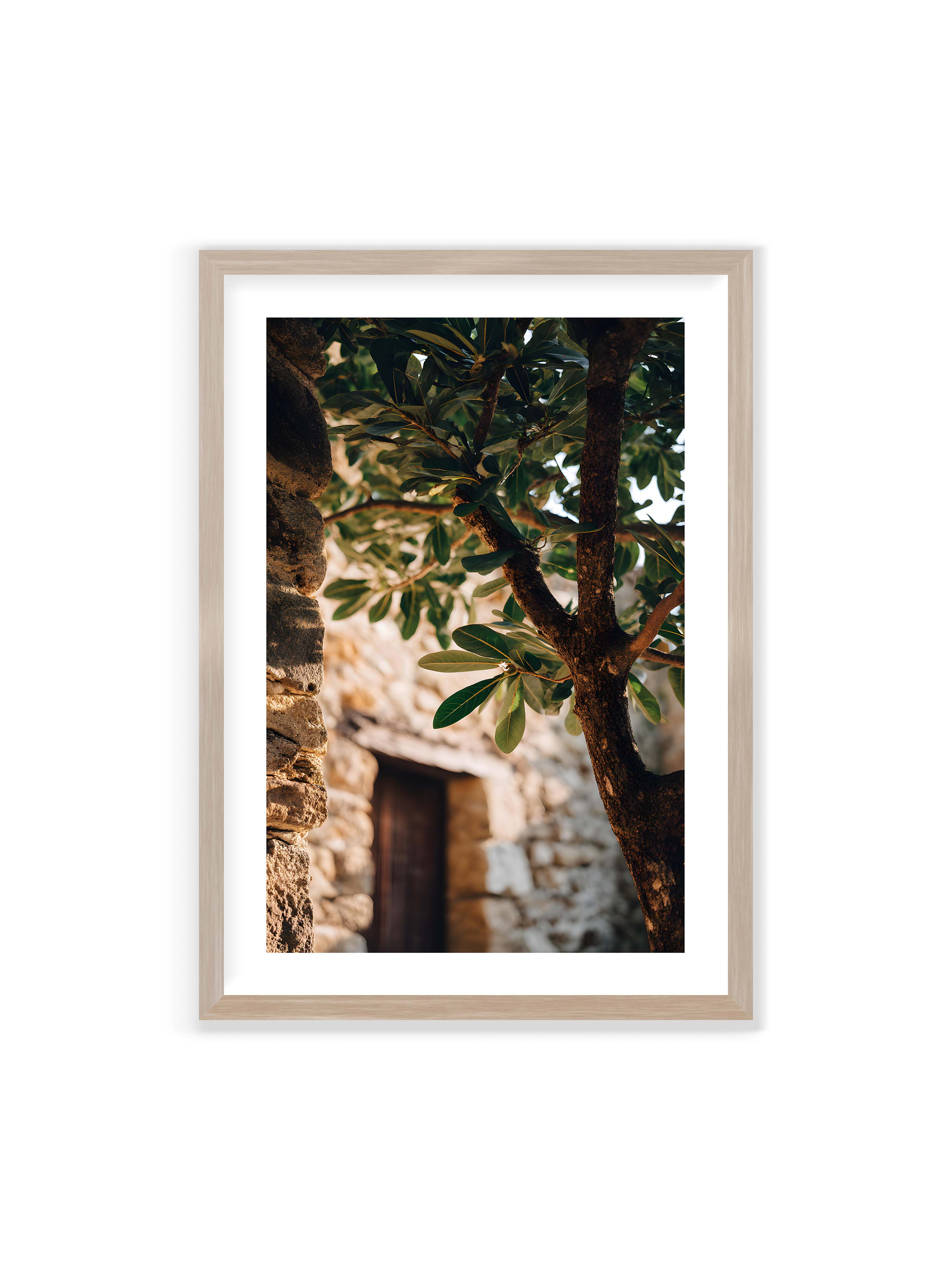 70x100 cm mit weißem Galerie-Rand im Eichenrahmen – Baum mit grünen Blättern, der sich an eine alte Steinmauer schmiegt, mit sanftem Sonnenlicht im Hintergrund.
