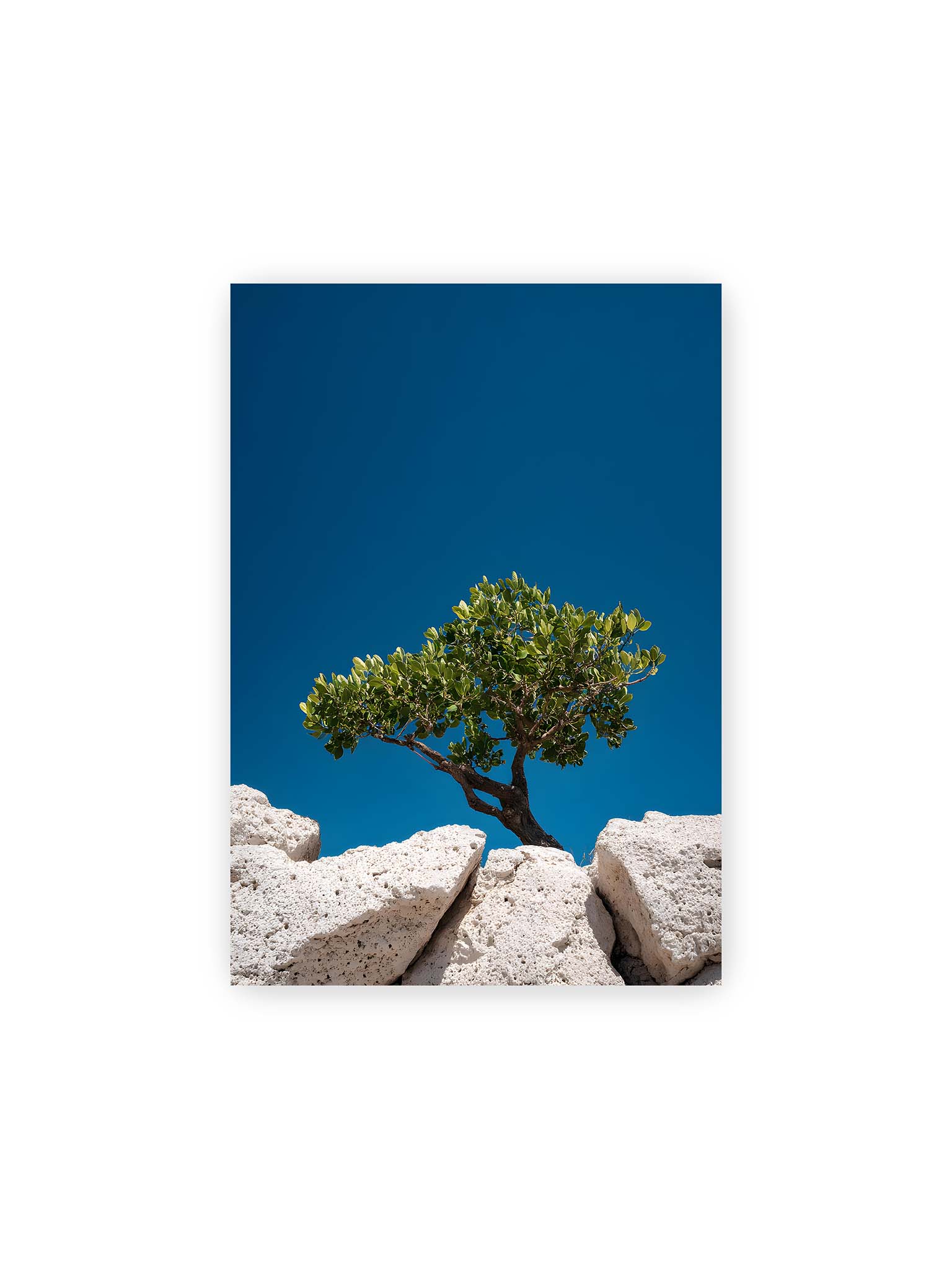 21x30 cm – Ein einzelner Baum wächst zwischen Felsen vor einem klaren, blauen Himmel, symbolisierend Resilienz und Naturkraft.