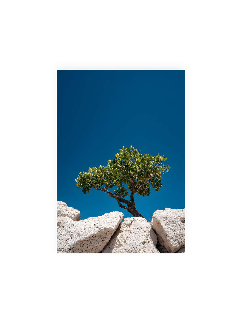 21x30 cm ohne Galerie-Rand ohne Rahmen – Ein einzelner Baum wächst zwischen Felsen vor einem klaren, blauen Himmel, symbolisierend Resilienz und Naturkraft.