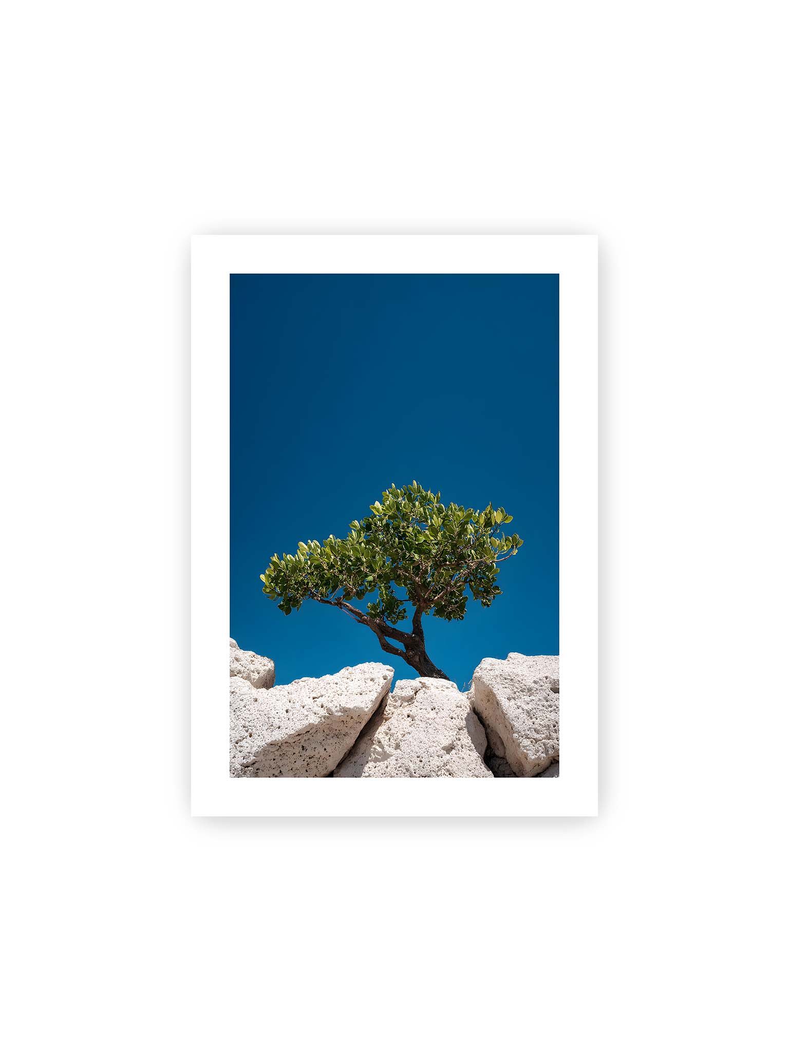 21x30 cm, weißer Galerie-Rand – Ein einzelner Baum wächst zwischen Felsen vor einem klaren, blauen Himmel, symbolisierend Resilienz und Naturkraft.