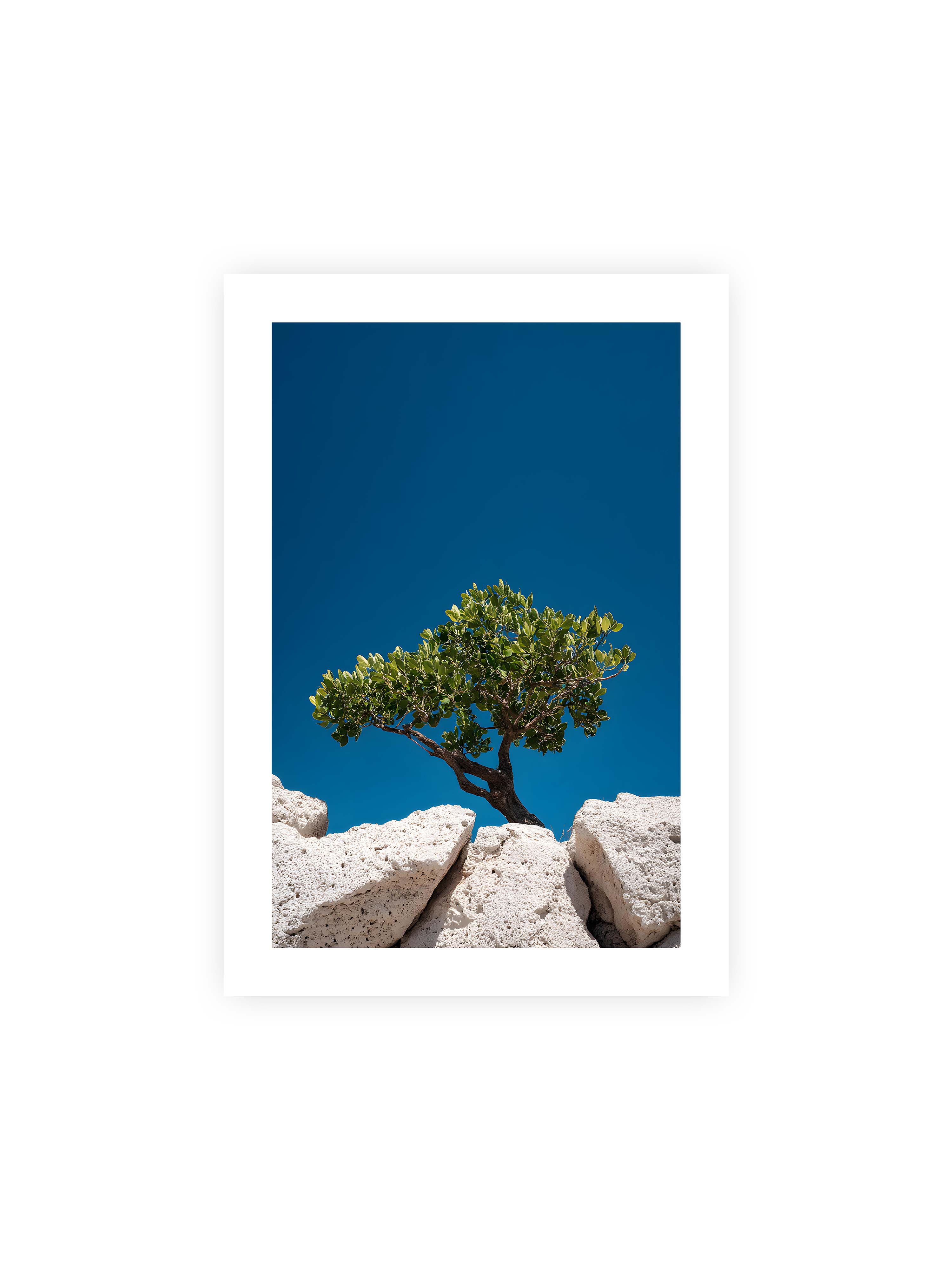 21x30 cm mit weißem Galerie-Rand ohne Rahmen – Ein einzelner Baum wächst zwischen Felsen vor einem klaren, blauen Himmel, symbolisierend Resilienz und Naturkraft.