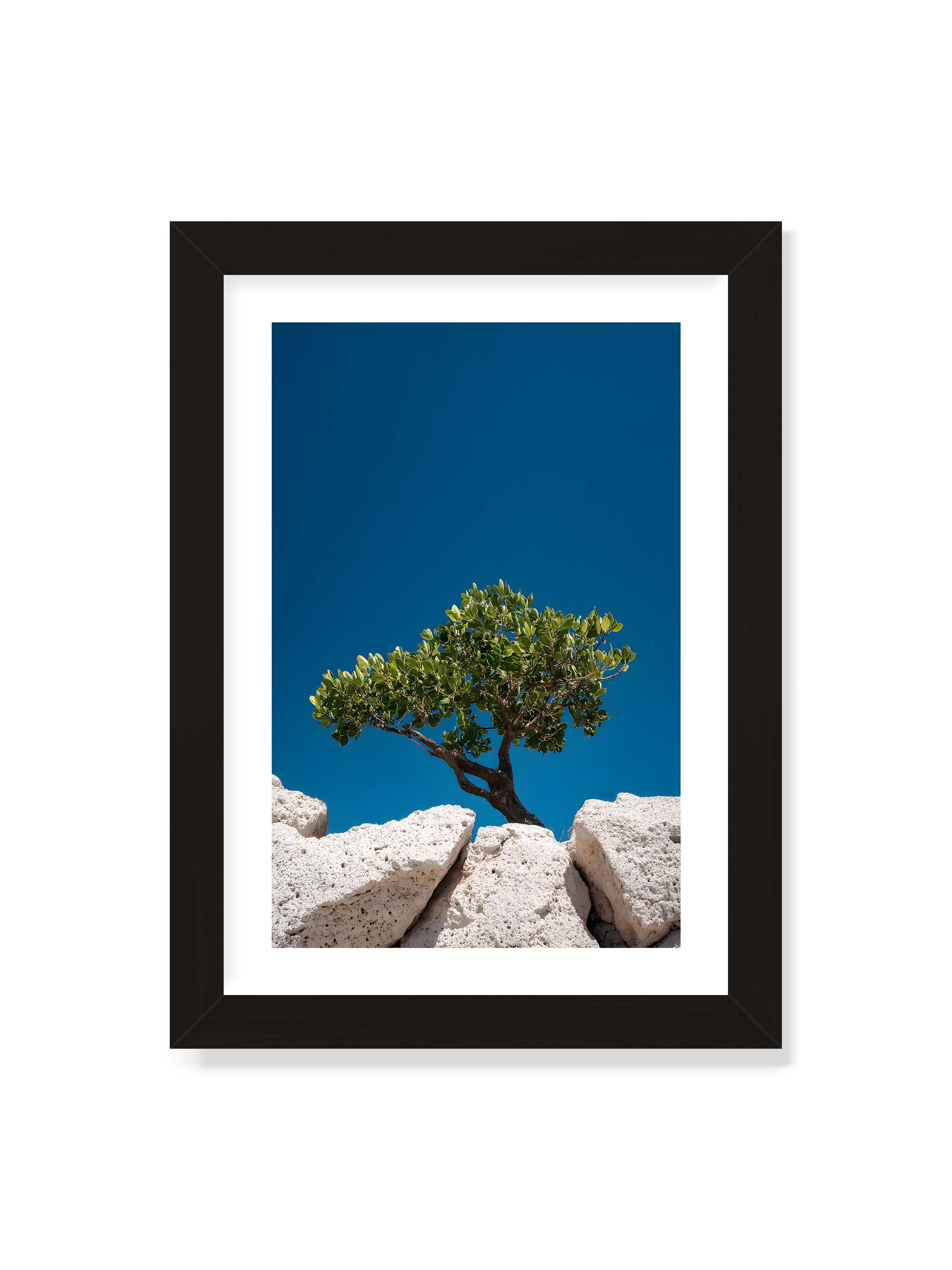 21x30 cm mit weißem Galerie-Rand mit schwarzem Rahmen – Ein einzelner Baum wächst zwischen Felsen vor einem klaren, blauen Himmel, symbolisierend Resilienz und Naturkraft.