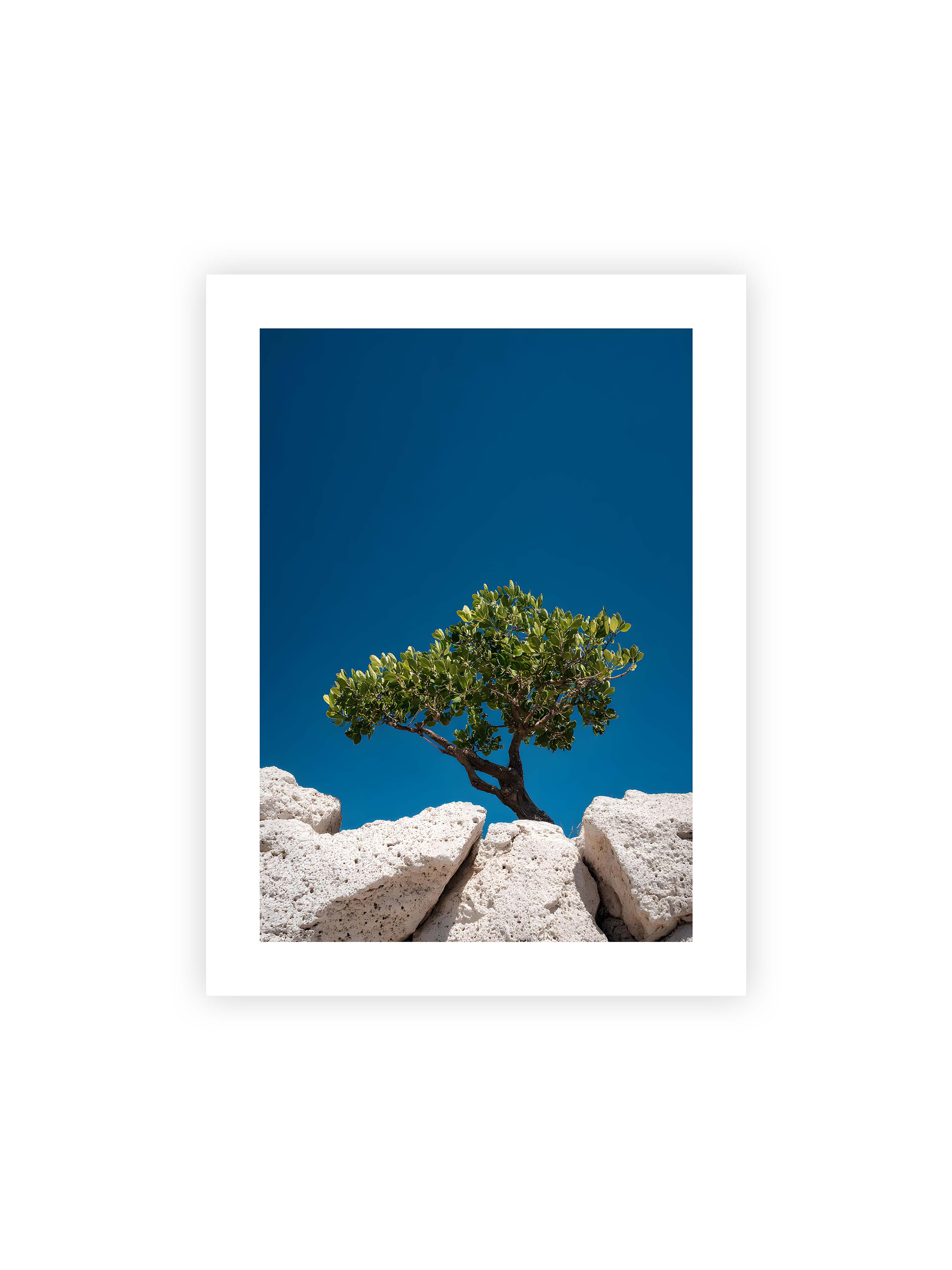 30x40 cm mit weißem Galerie-Rand ohne Rahmen – Ein einzelner Baum wächst zwischen Felsen vor einem klaren, blauen Himmel, symbolisierend Resilienz und Naturkraft.