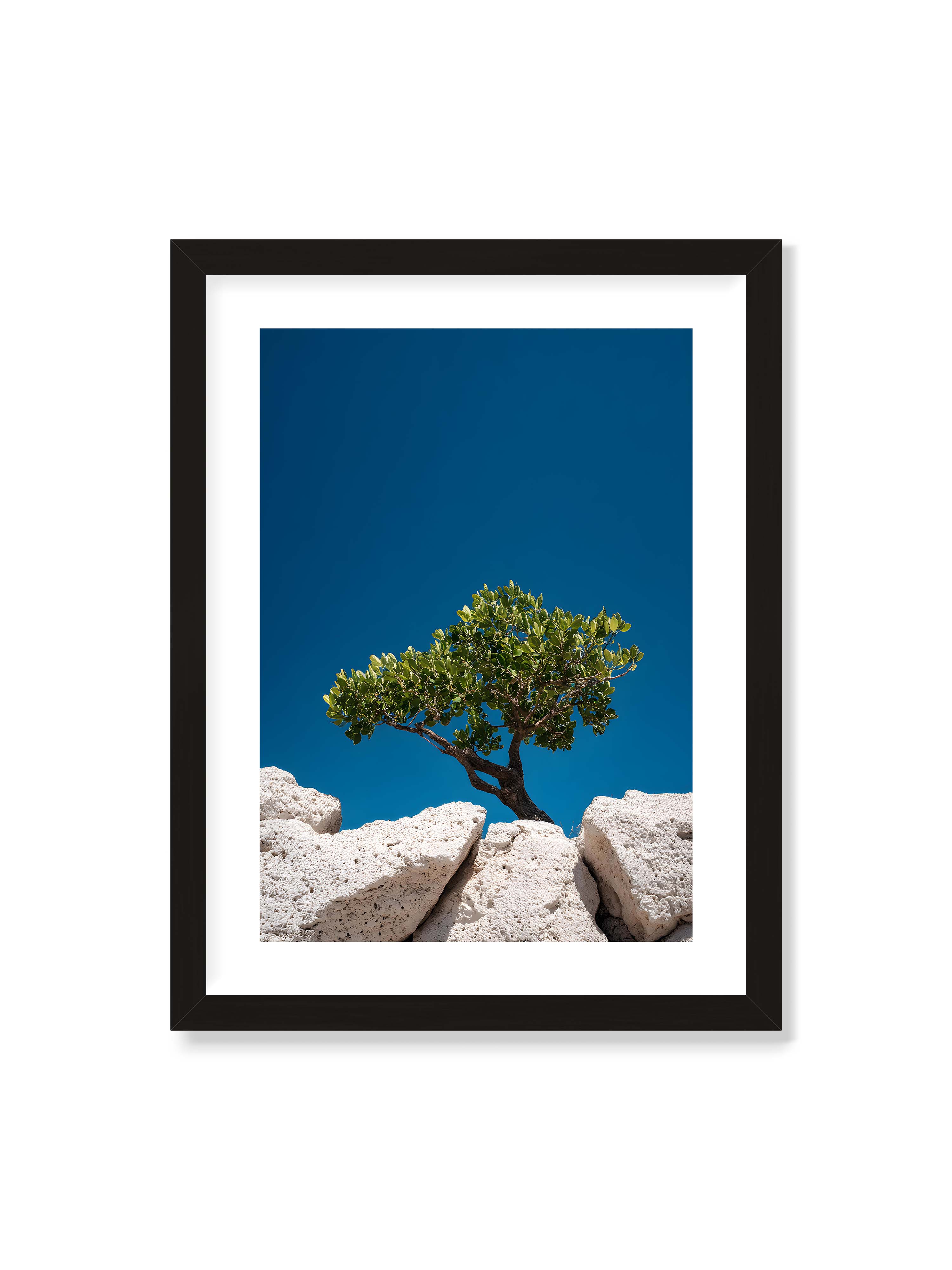 30x40 cm mit weißem Galerie-Rand mit schwarzem Rahmen – Ein einzelner Baum wächst zwischen Felsen vor einem klaren, blauen Himmel, symbolisierend Resilienz und Naturkraft.