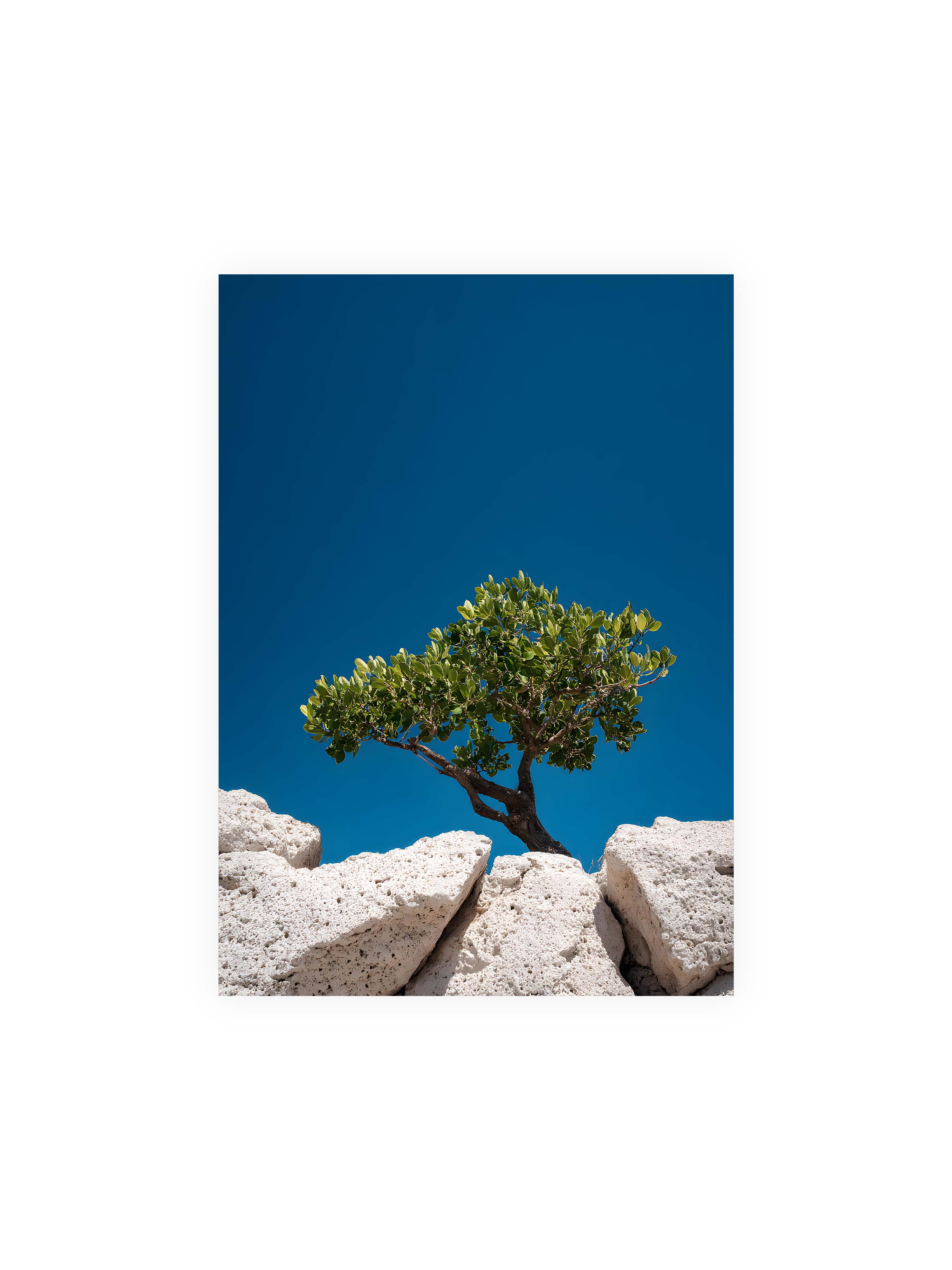 50x70 cm ohne Galerie-Rand ohne Rahmen – Ein einzelner Baum wächst zwischen Felsen vor einem klaren, blauen Himmel, symbolisierend Resilienz und Naturkraft.