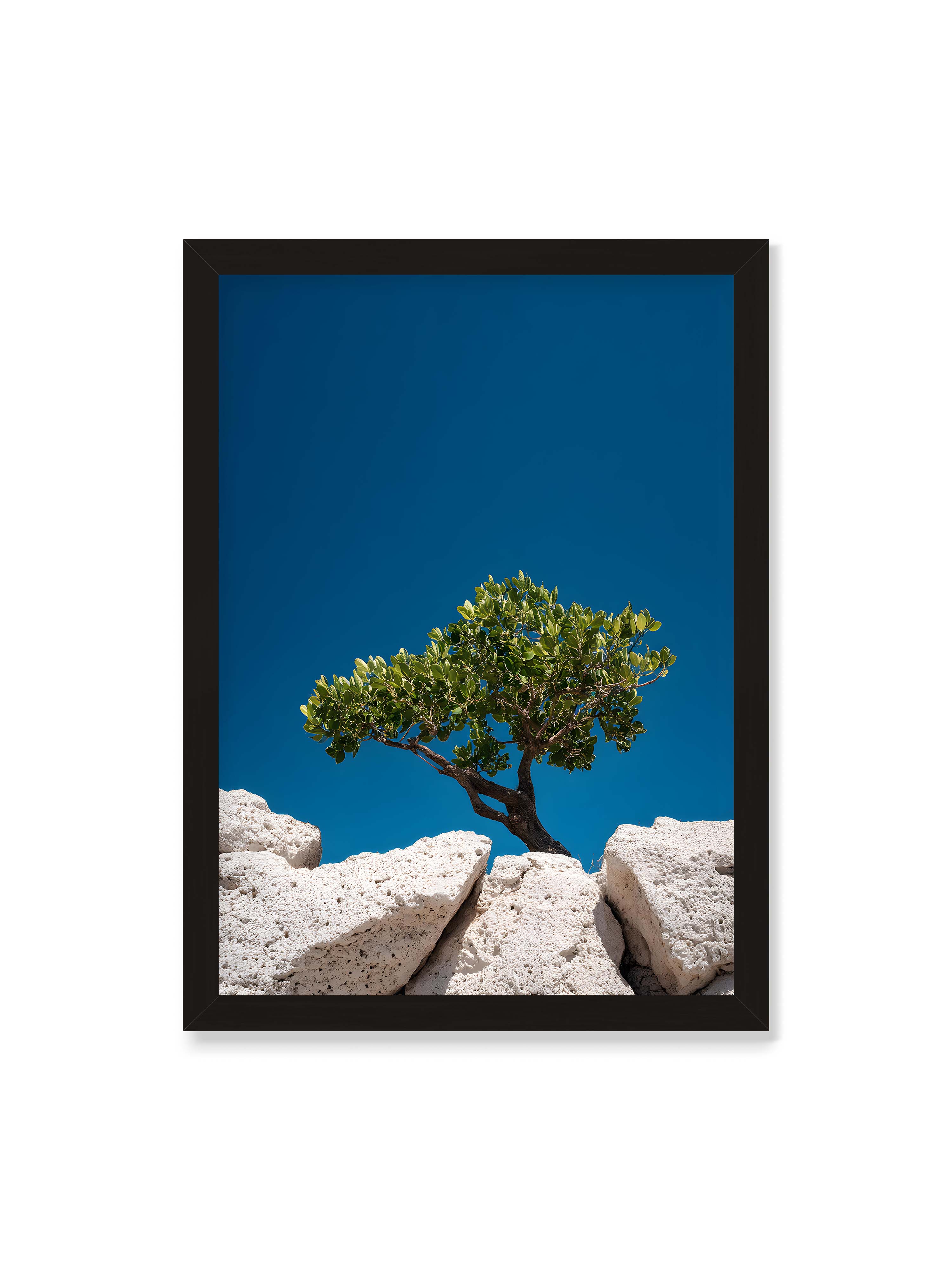 50x70 cm ohne Galerie-Rand mit schwarzem Rahmen – Ein einzelner Baum wächst zwischen Felsen vor einem klaren, blauen Himmel, symbolisierend Resilienz und Naturkraft.