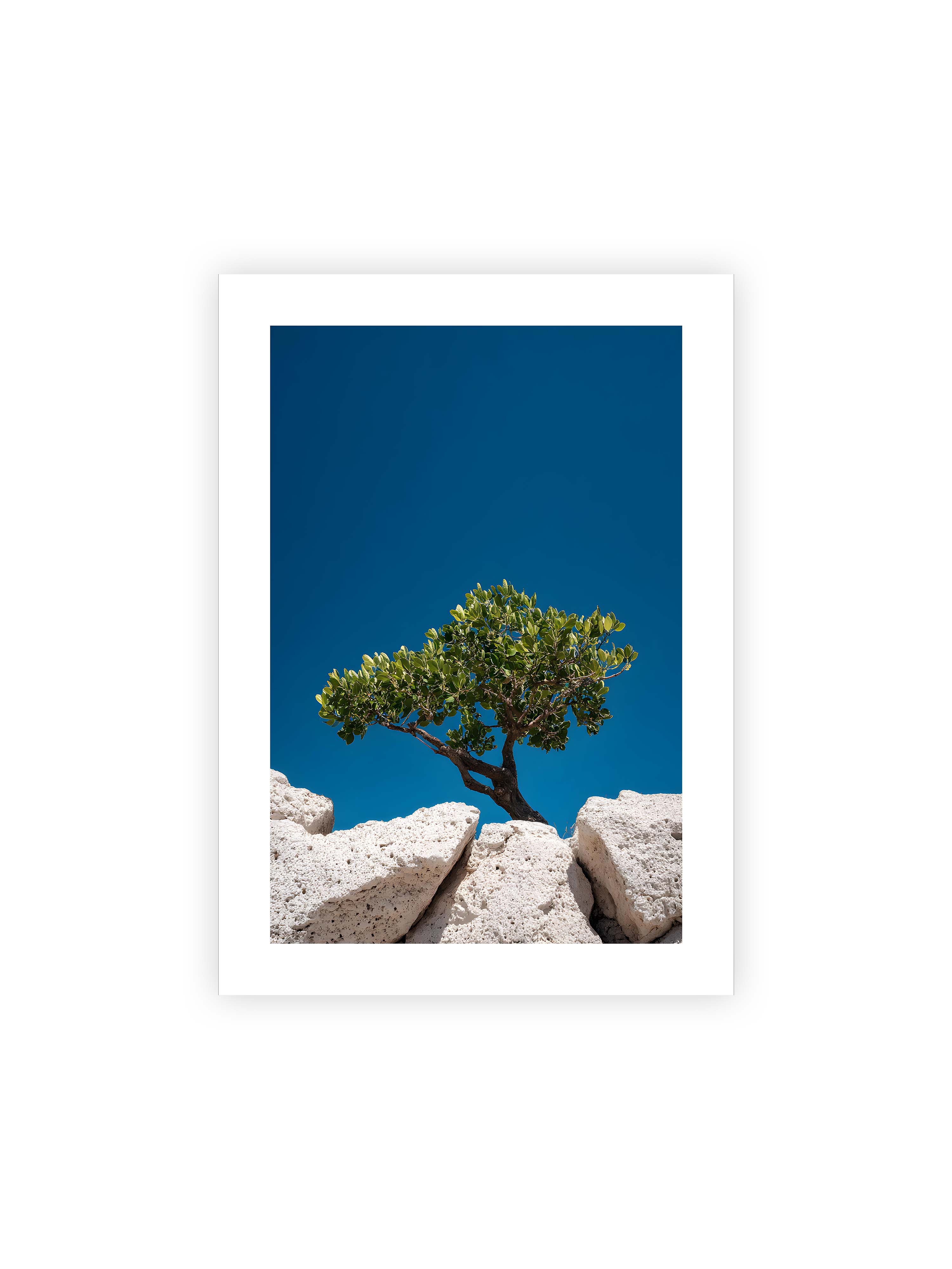 50x70 cm mit weißem Galerie-Rand ohne Rahmen – Ein einzelner Baum wächst zwischen Felsen vor einem klaren, blauen Himmel, symbolisierend Resilienz und Naturkraft.