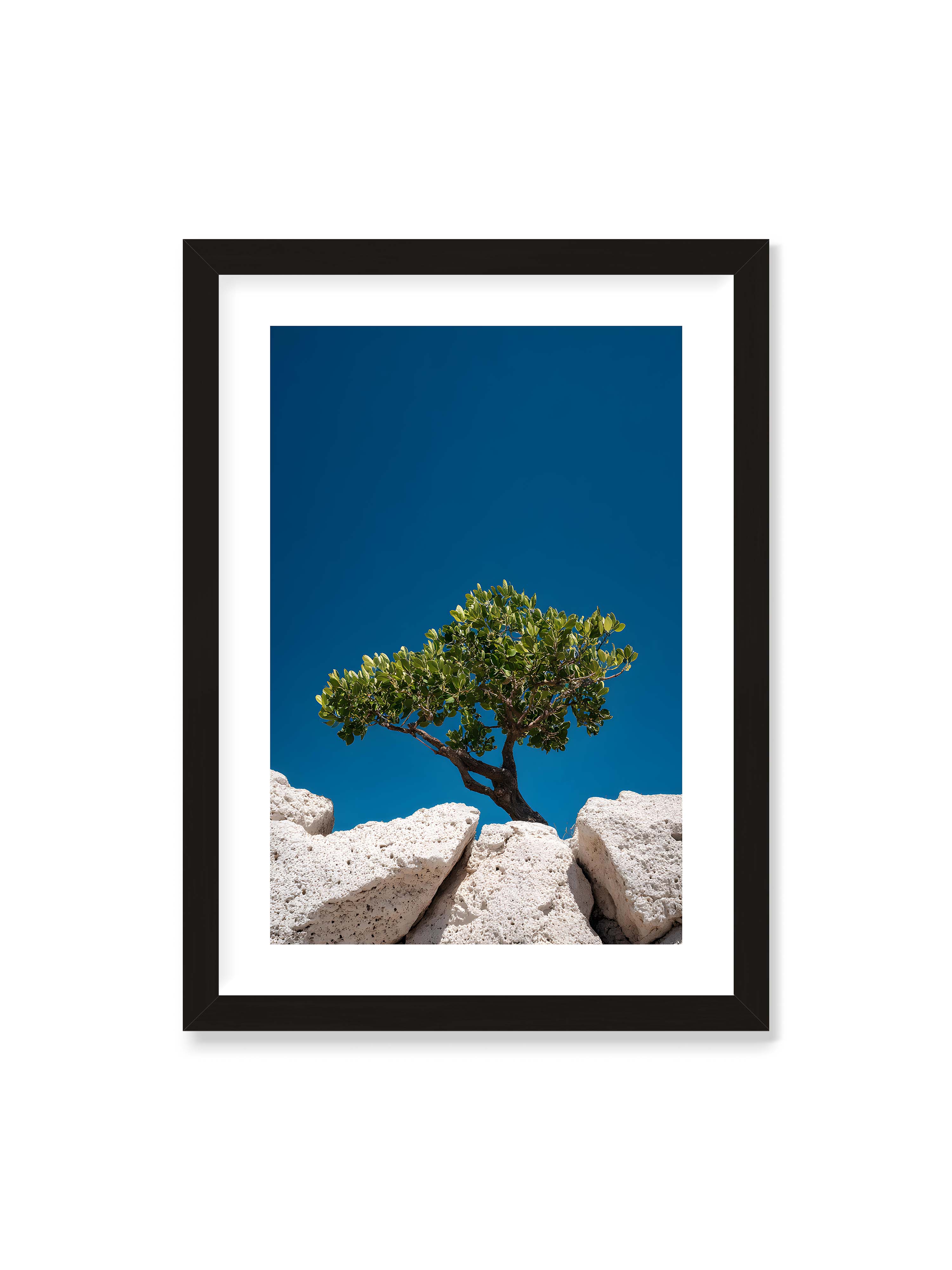 50x70 cm mit weißem Galerie-Rand mit schwarzem Rahmen – Ein einzelner Baum wächst zwischen Felsen vor einem klaren, blauen Himmel, symbolisierend Resilienz und Naturkraft.