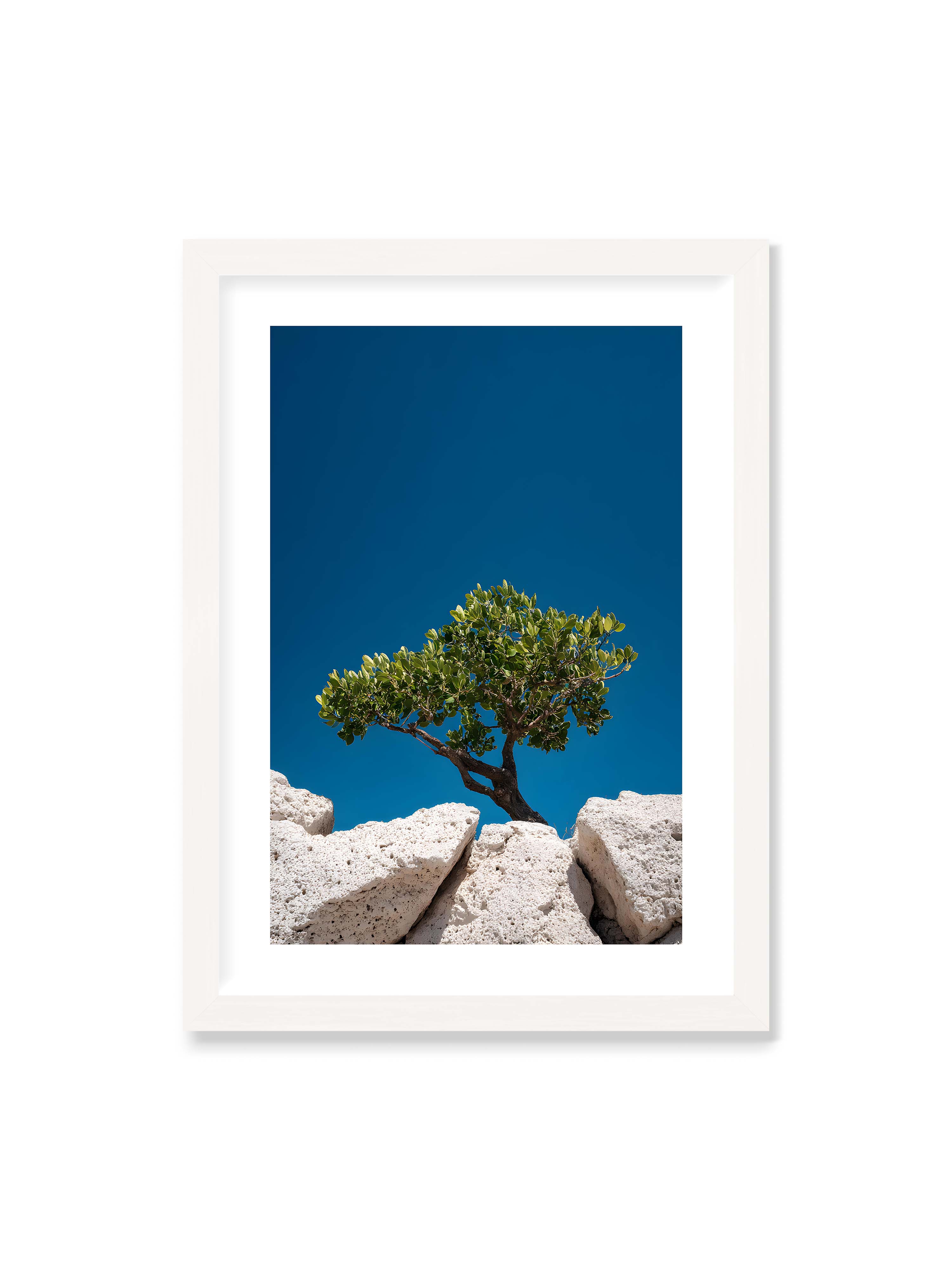 50x70 cm mit weißem Galerie-Rand mit weißem Rahmen – Ein einzelner Baum wächst zwischen Felsen vor einem klaren, blauen Himmel, symbolisierend Resilienz und Naturkraft.