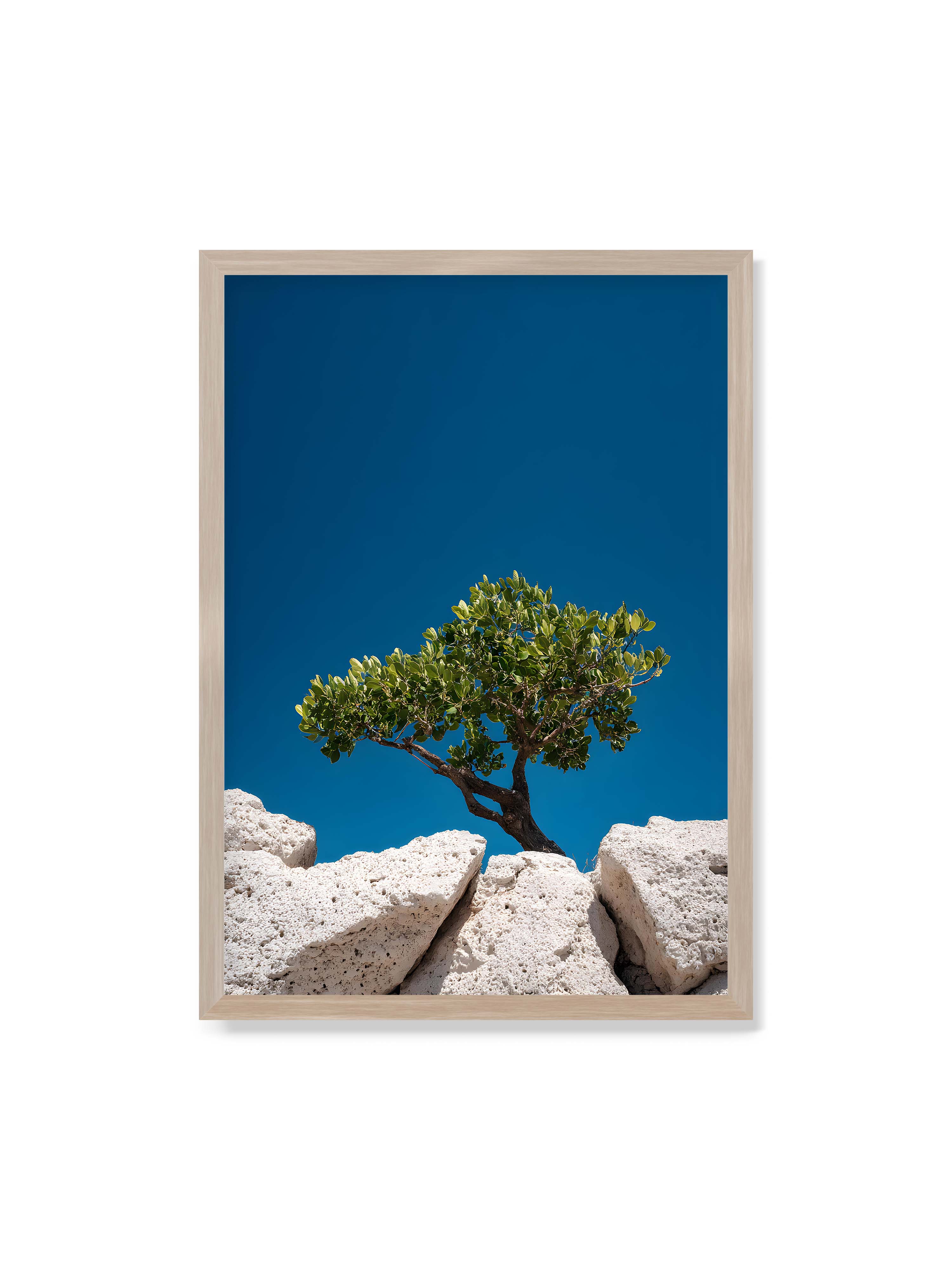70x100 cm ohne Galerie-Rand im Eichenrahmen – Ein einzelner Baum wächst zwischen Felsen vor einem klaren, blauen Himmel, symbolisierend Resilienz und Naturkraft.