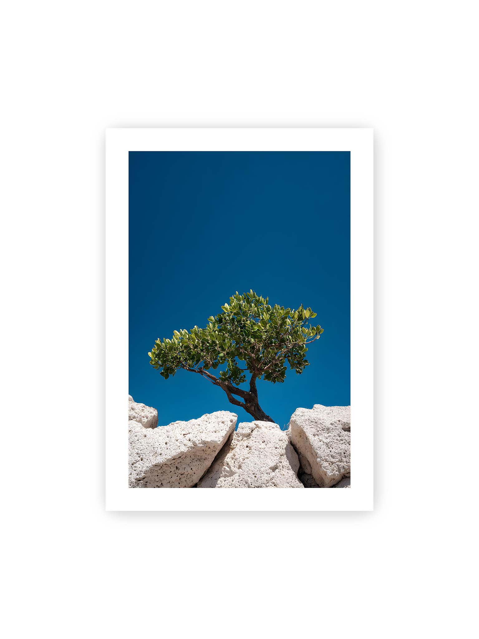 70x100 cm, weißer Galerie-Rand – Ein einzelner Baum wächst zwischen Felsen vor einem klaren, blauen Himmel, symbolisierend Resilienz und Naturkraft.