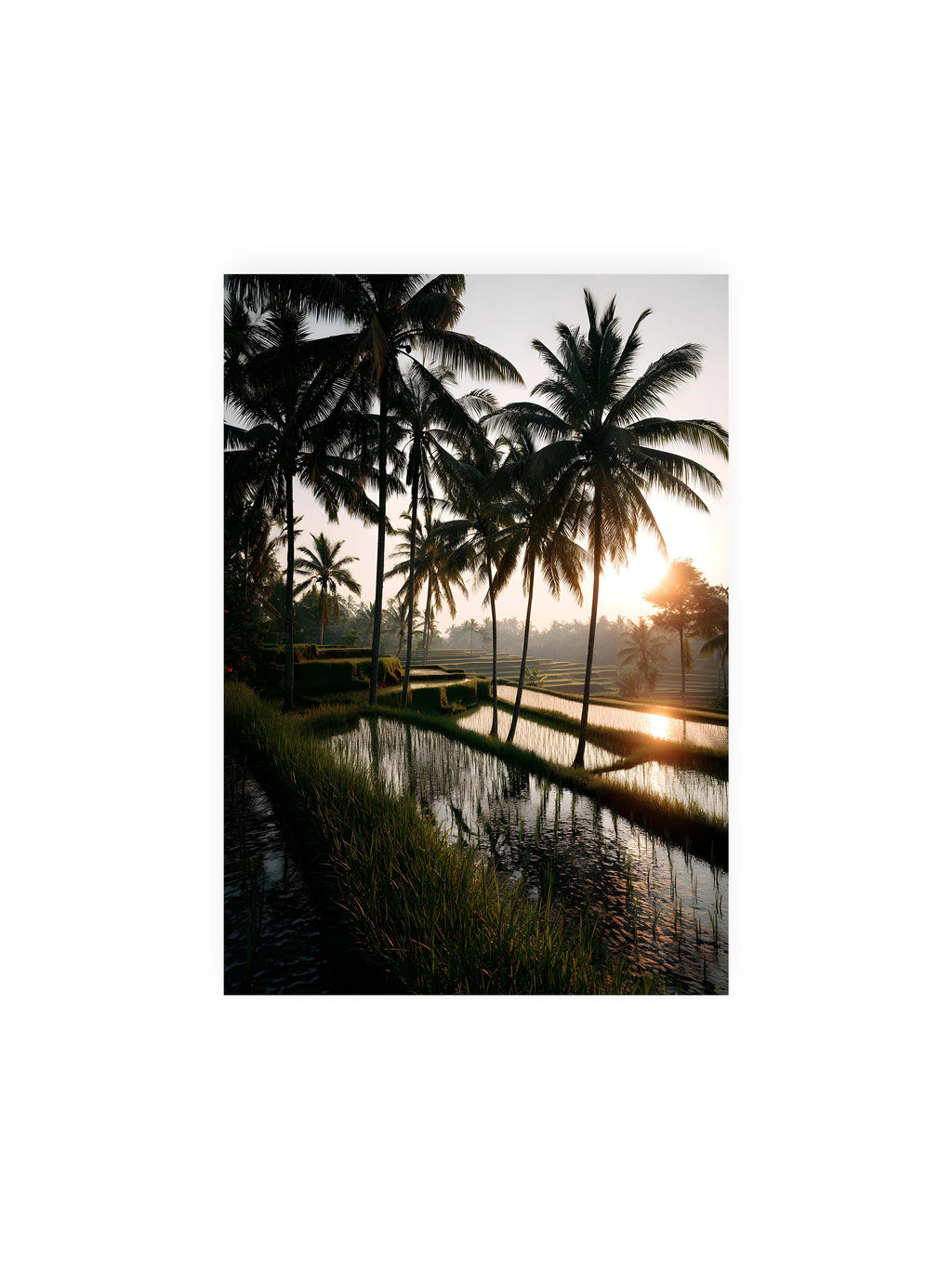 21x30 cm ohne Galerie-Rand ohne Rahmen – Tropische Reisfelder mit Palmen und einem goldenen Sonnenuntergang, der die Szene reflektiert.